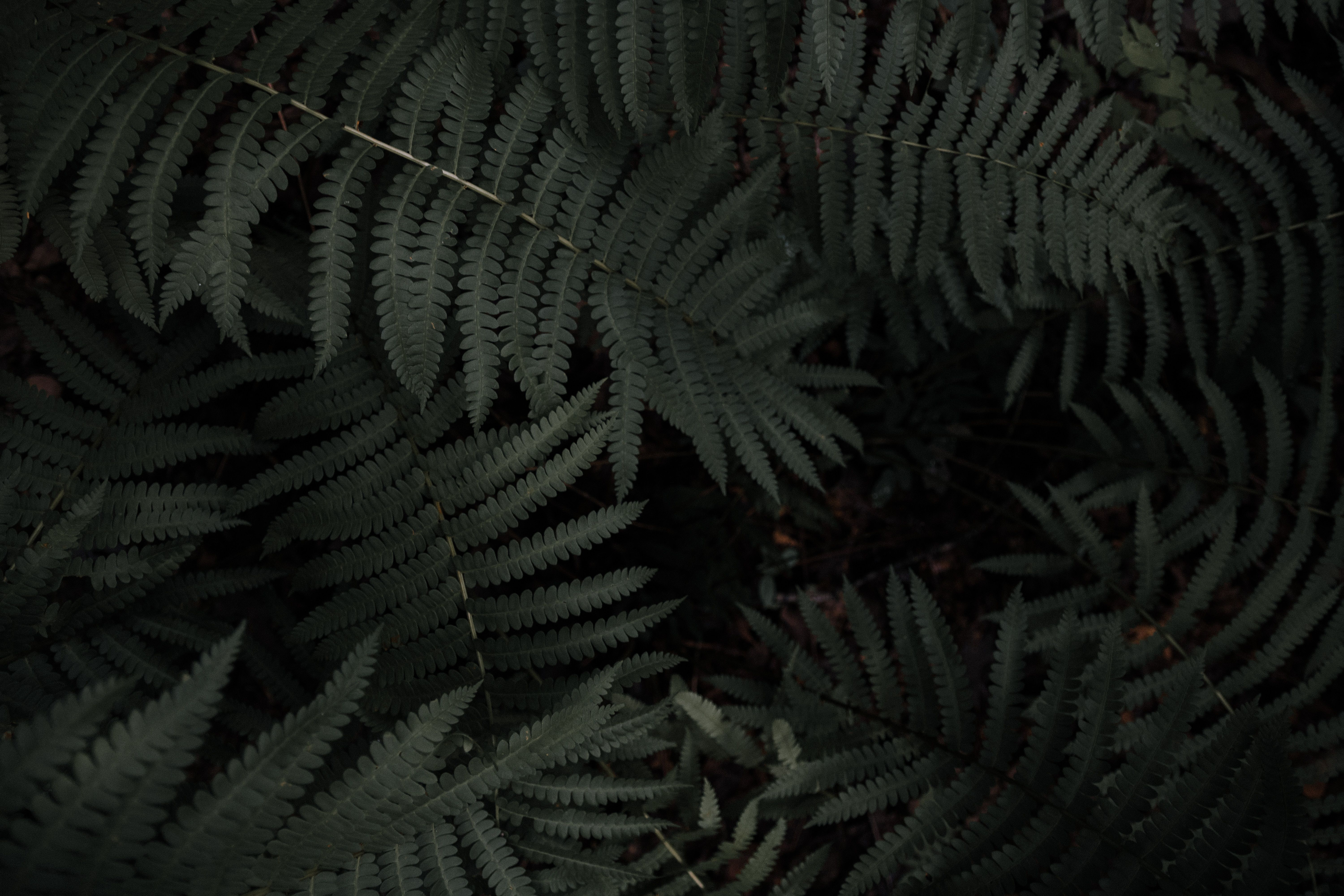 6000x4000 dark, leaf, green, moody, nature, wallpaper, Free picture, fern, tree, frond, warm, minimal, summer, forest, growth, landscape, organic, mood, foliage