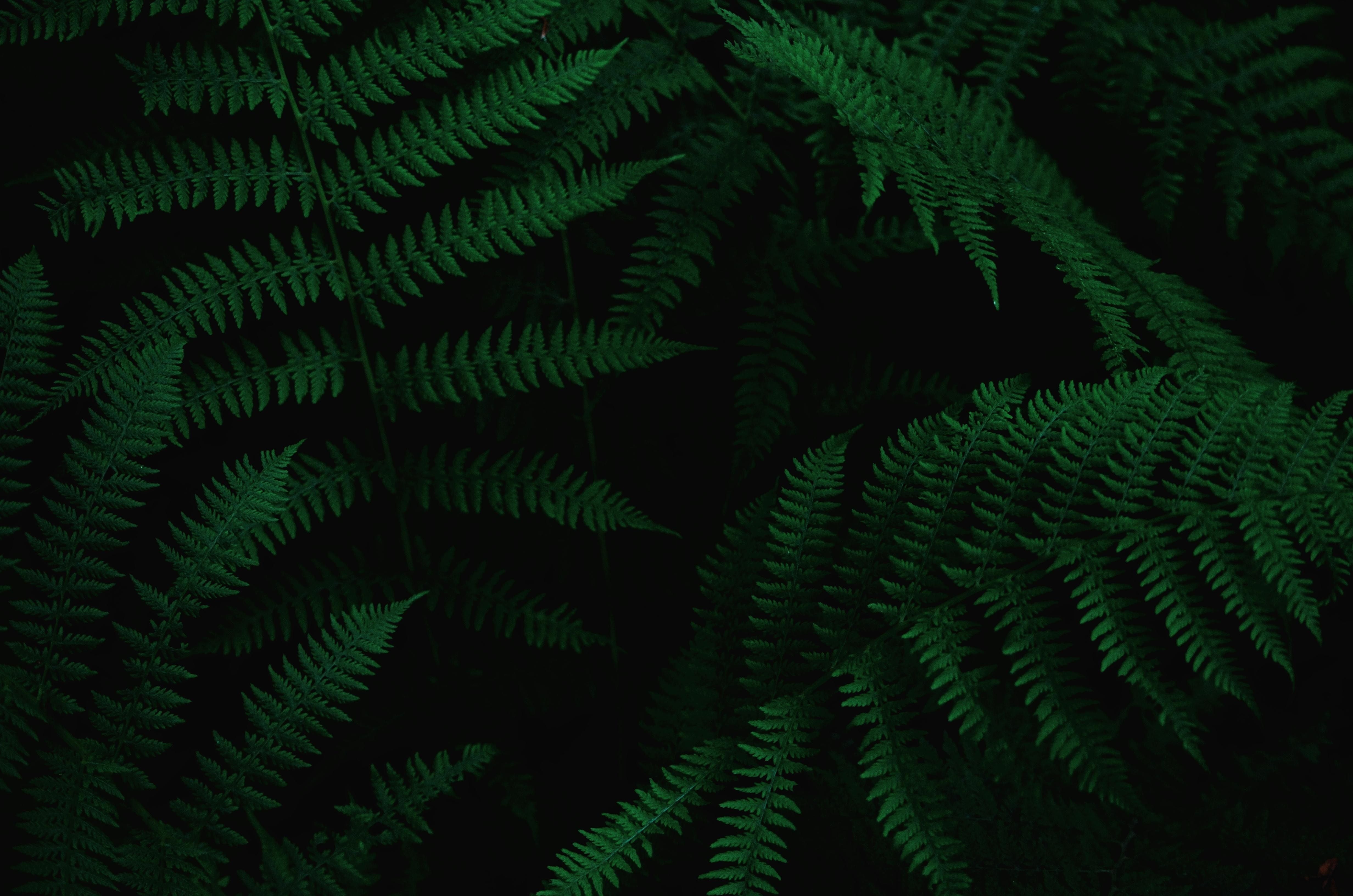 4928x3264 #moody, #forest, #green, #nature, #texture, #Creative Commons image, #wallpaper, #leaf, #plant, #shadow, #leaves, #tree, #fern, #leafe, #detail. Mocah HD Wallpaper