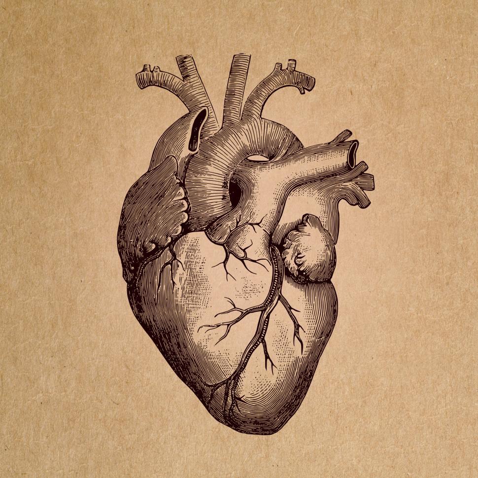 Anatomical Heart Wallpaper Free Anatomical Heart Background