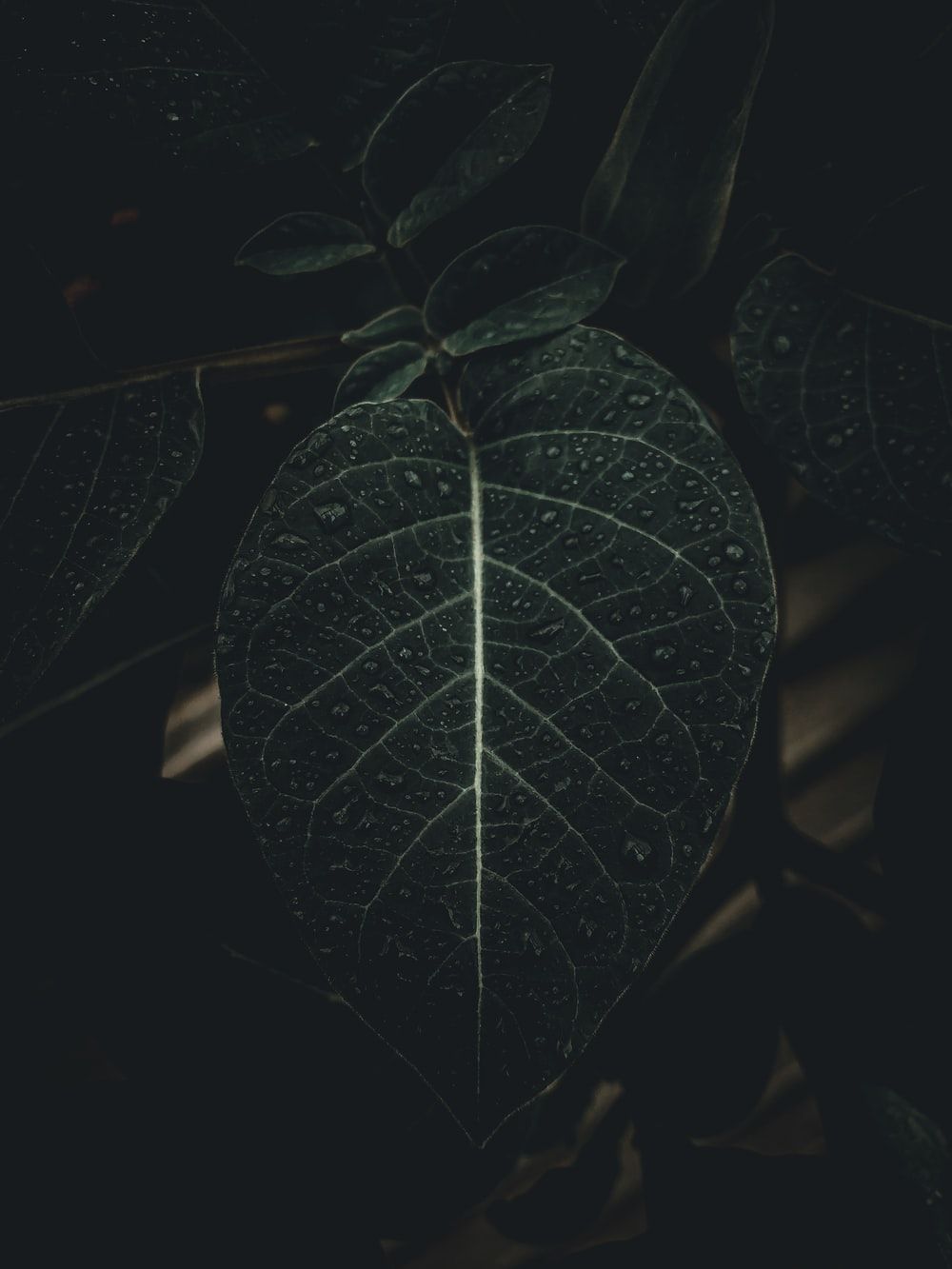 green leaf plant in close up photography photo