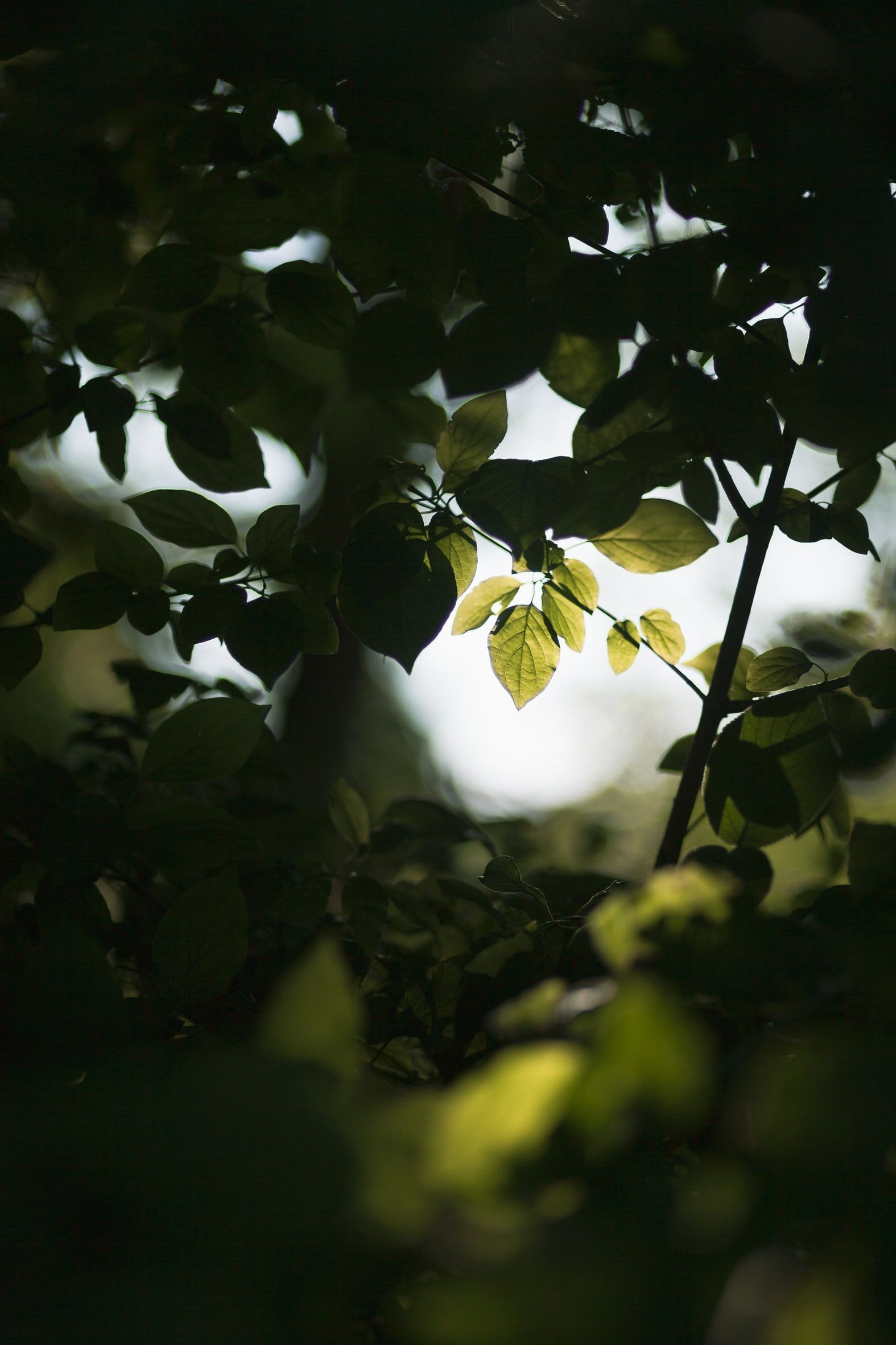 Moody Tones. HD photo by Eriks Abzinovs. Leaf photography, Nature photography, Plant photography