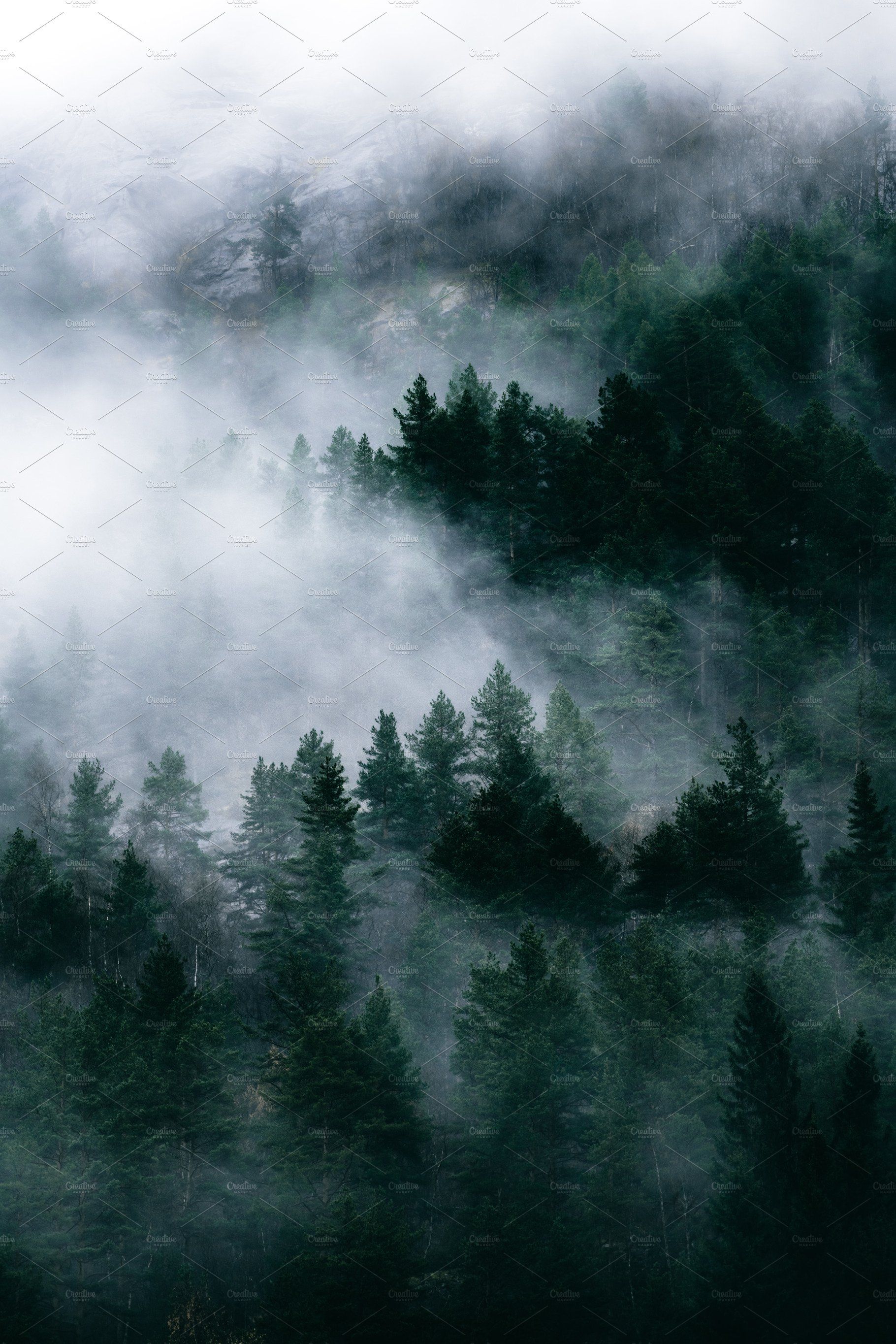 Moody Forest in Autumn with Fog by PhotoMarket. Dark landscape, Dark green aesthetic, Forest landscape