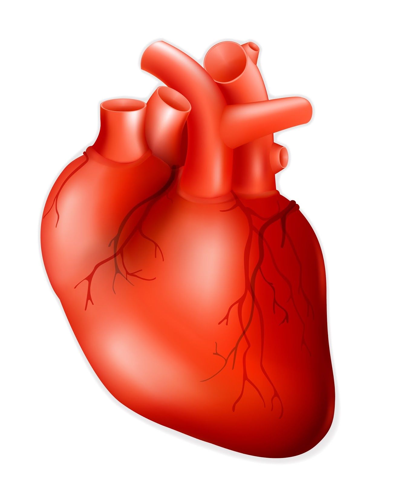 Free Human Heart Image, Download Free Human Heart Image png image, Free ClipArts on Clipart Library