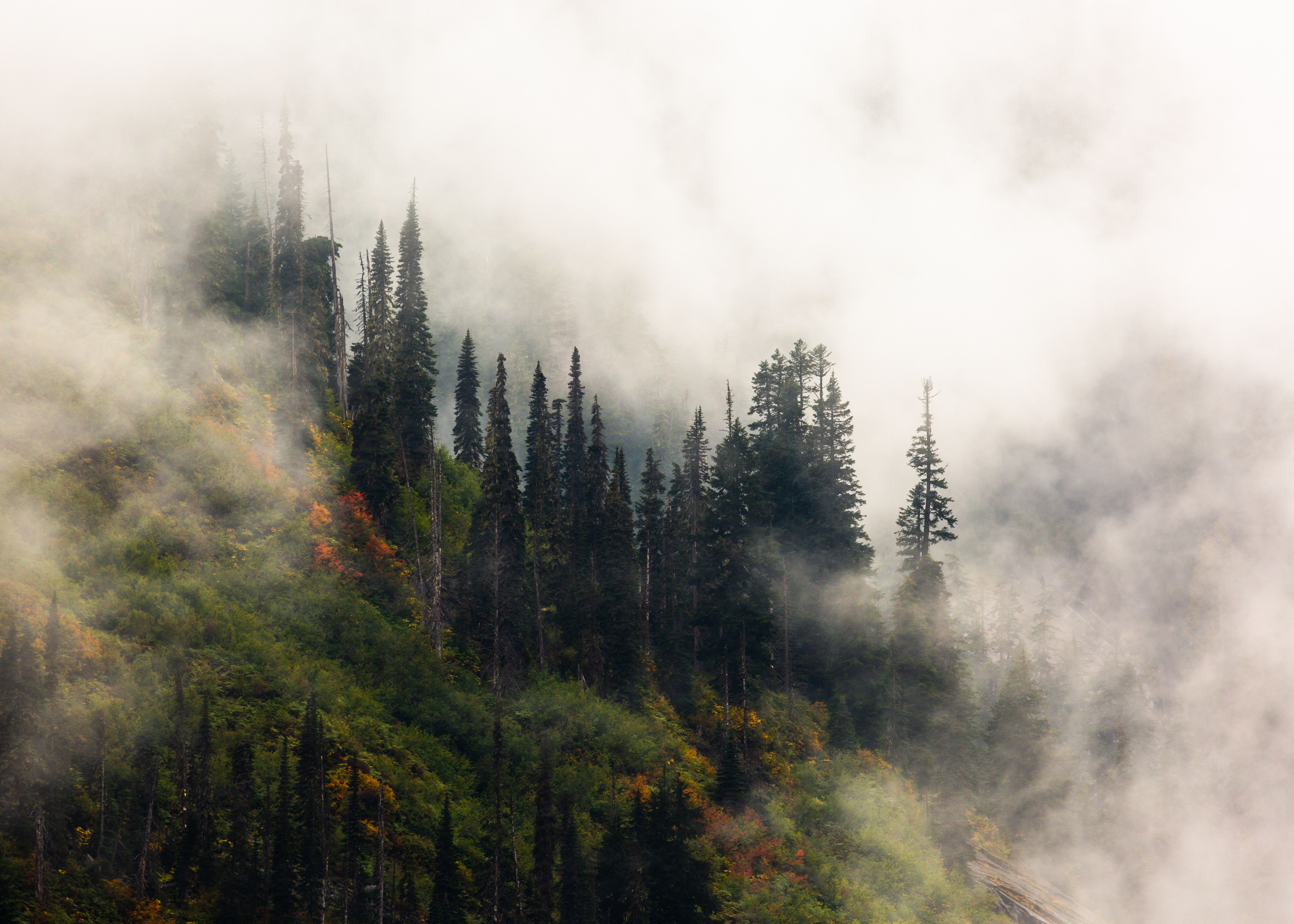 5376x3840 #moody, #woodland, #mist, #washington state, #outdoor, #fog, #cloud, #appear, #nature, #misty, #green, #landscape, #tree, # wallpaper, #foggy, #Creative Commons image, #pacific northwest, #cloudy, #hidden, #hillside, #pnw. Mocah HD