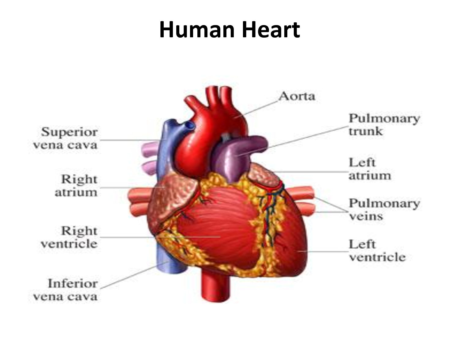 The Human Heart Heart Parts Name