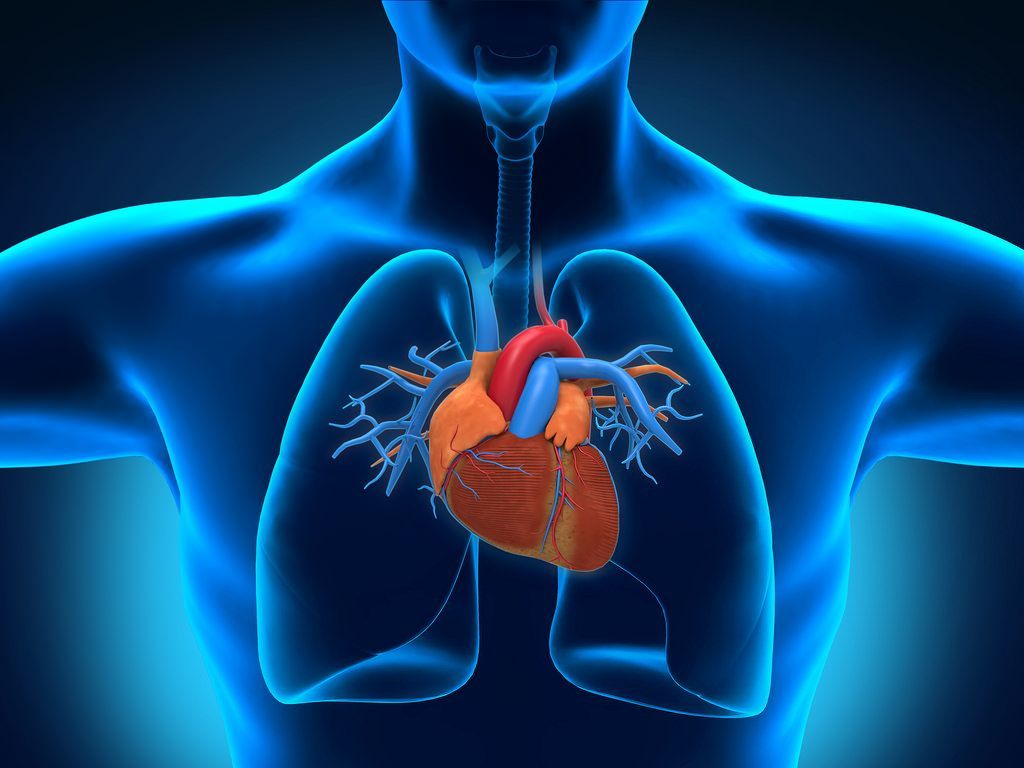 Human Heart Image HD