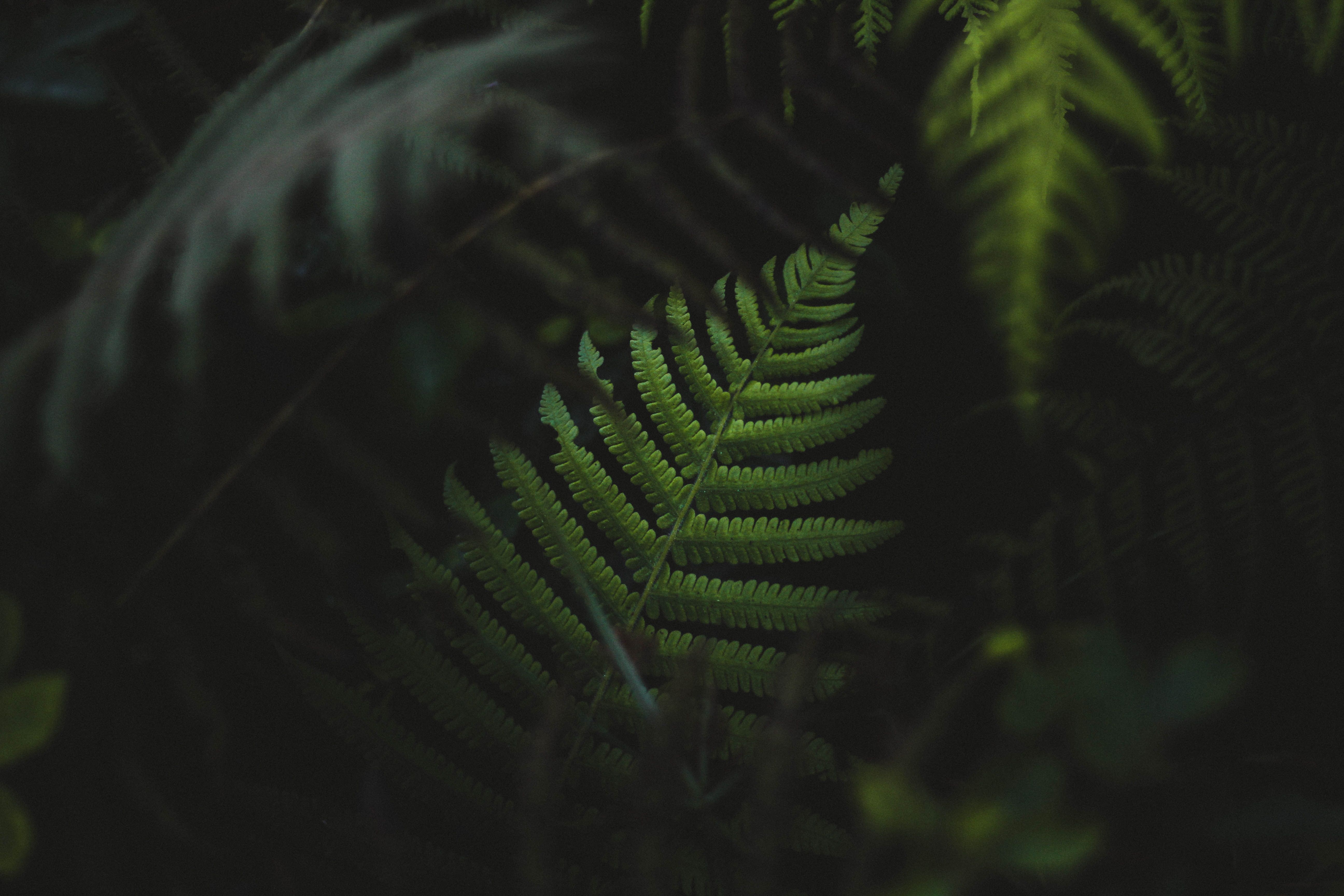 5184x3456 tree, moody, dark, nature, bush, foliage, forest, green, leaves, plant, black, fern, background, leafe, Free , tropical