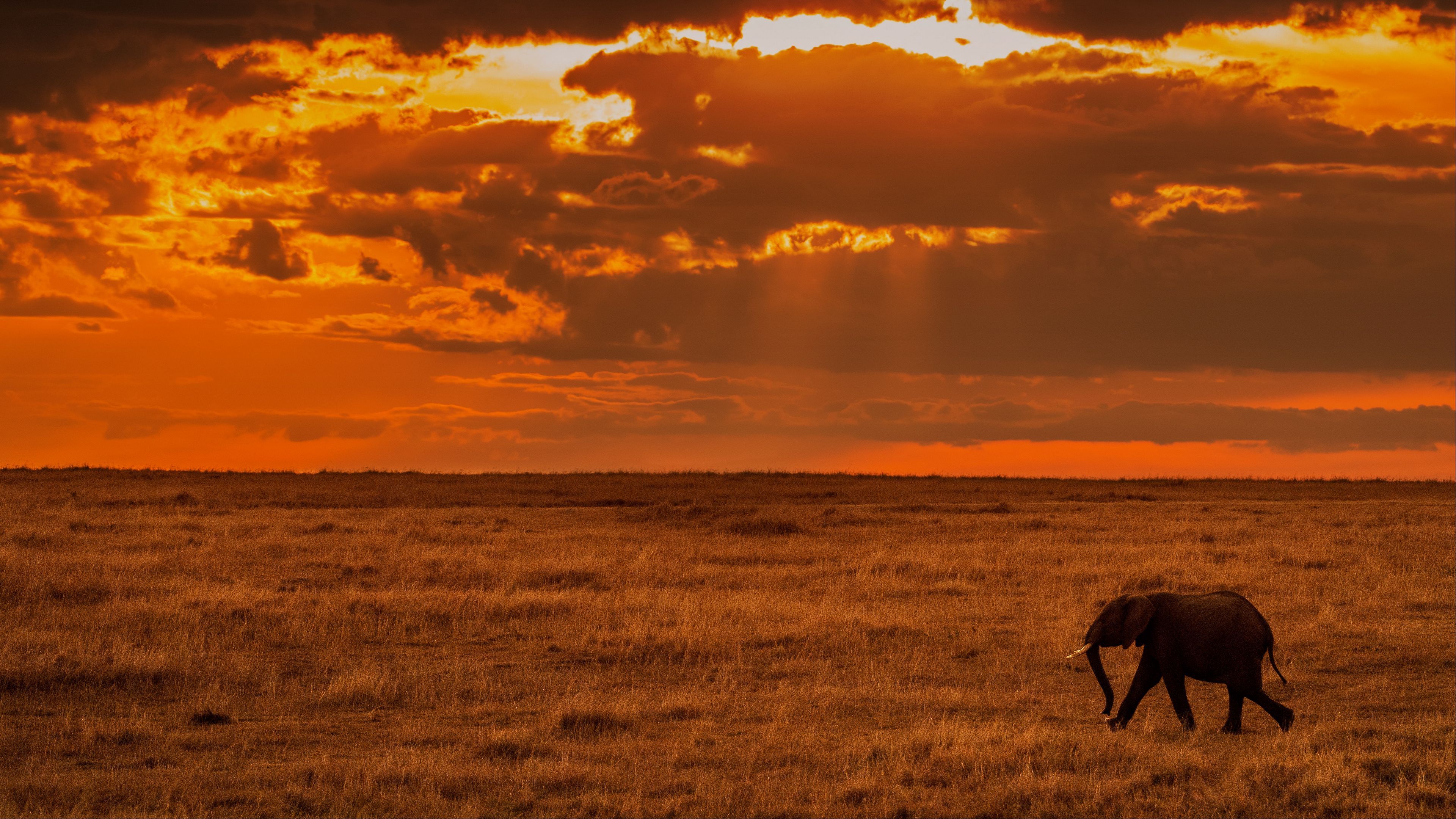 Download wallpaper 3840x2160 elephant, savanna, sunset, nature, africa 4k uhd 16:9 HD background
