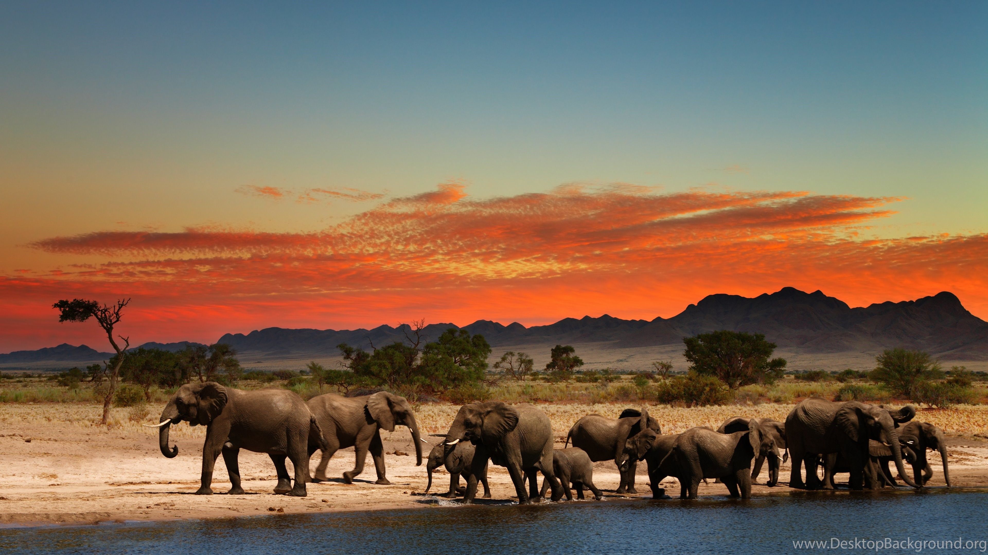 Herd Of Elephants In African Savanna 4K Ultra HD Wallpaper Desktop Background