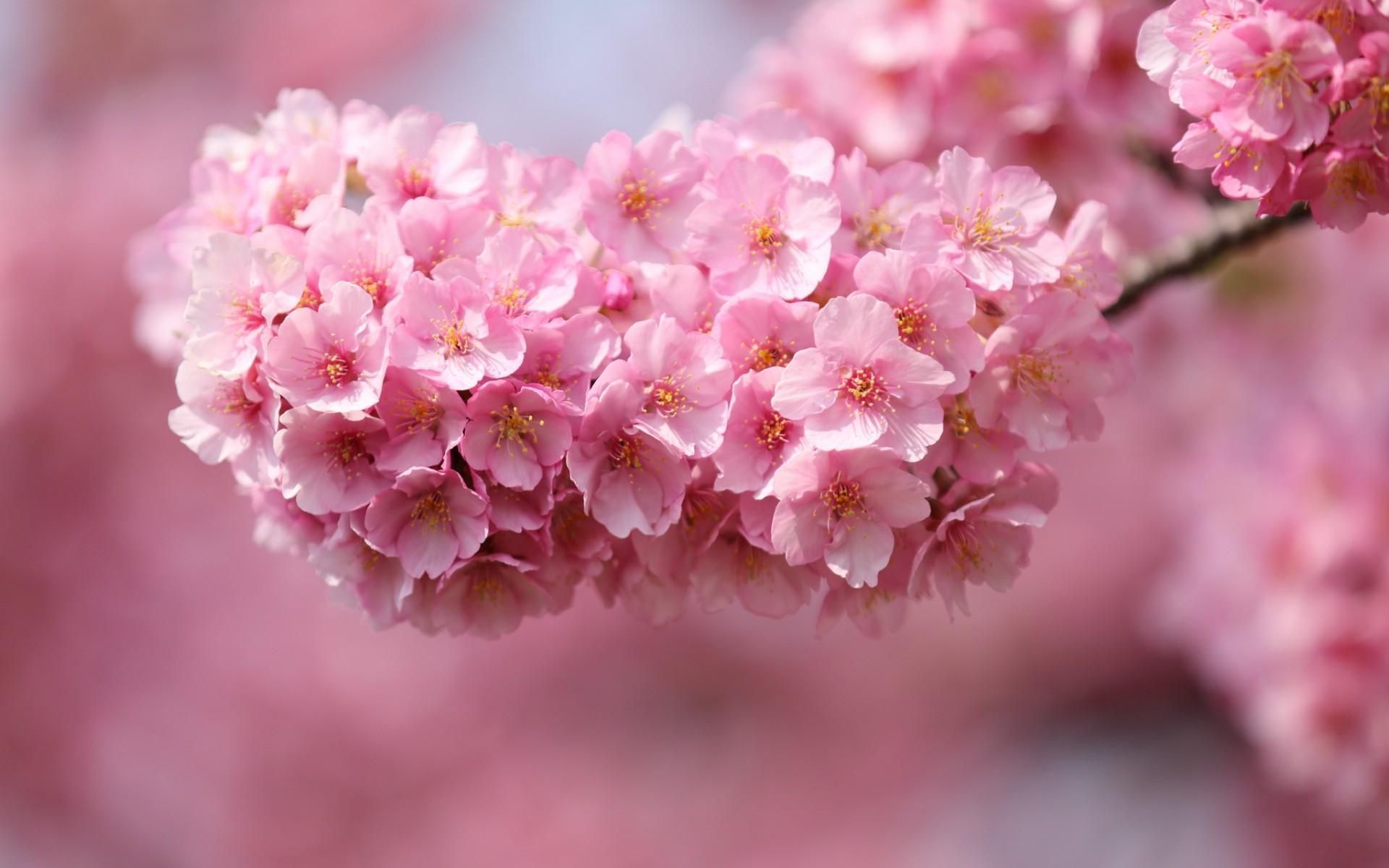 Flowers Blossom Pink blossoms HD Wallpapers, Desktop Backgrounds, Mobile Wallpapers