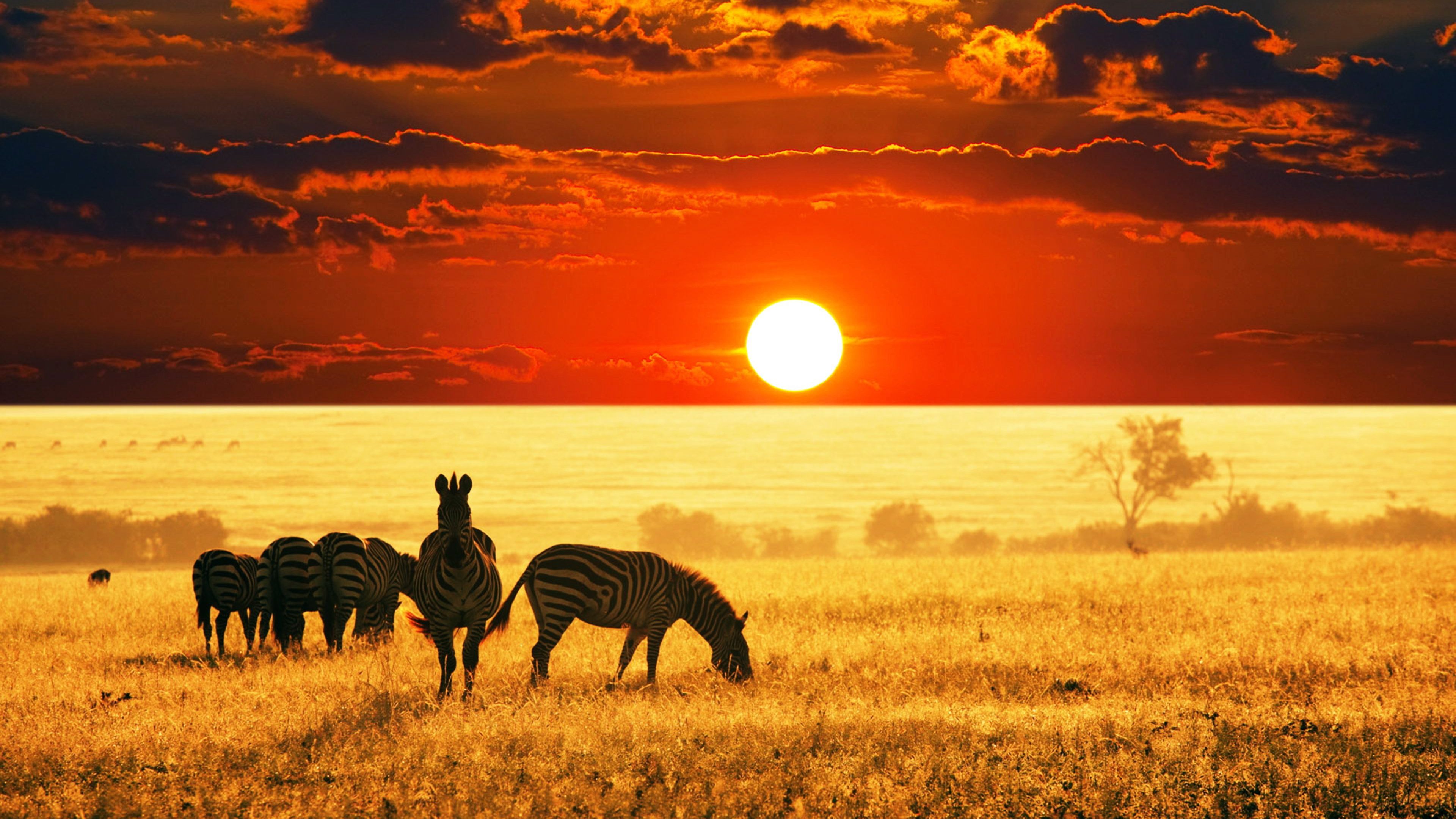 Sunset African Savanna 4K Wallpaper