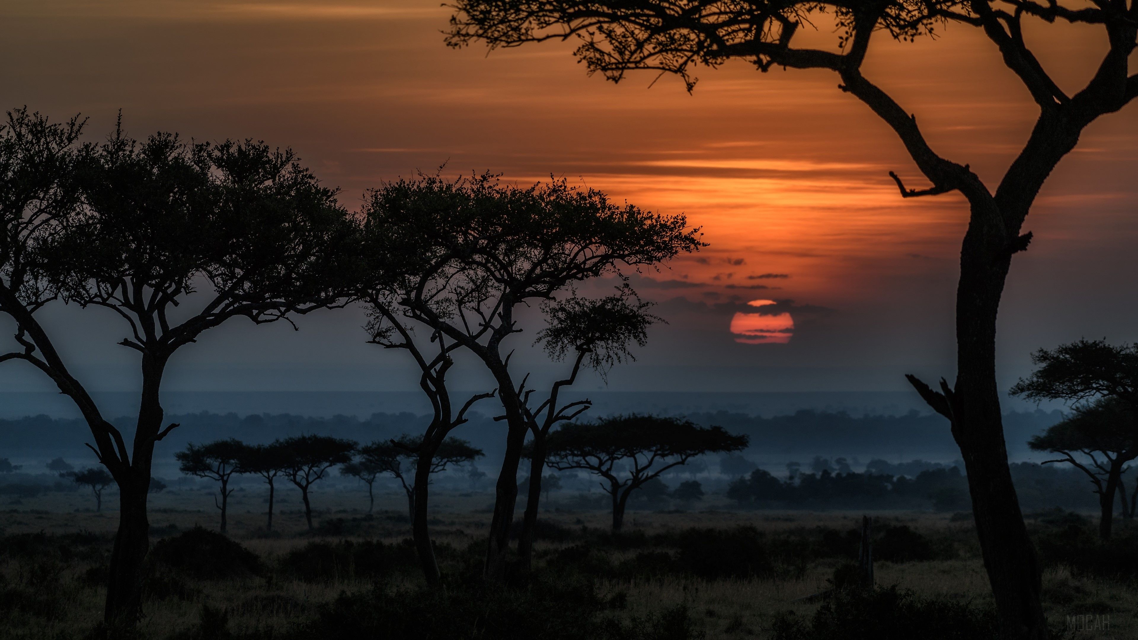 Africa, Dawn, Kenia, Landscape, Savannah, Sunrise, Tree 4k wallpaper. Mocah HD Wallpaper