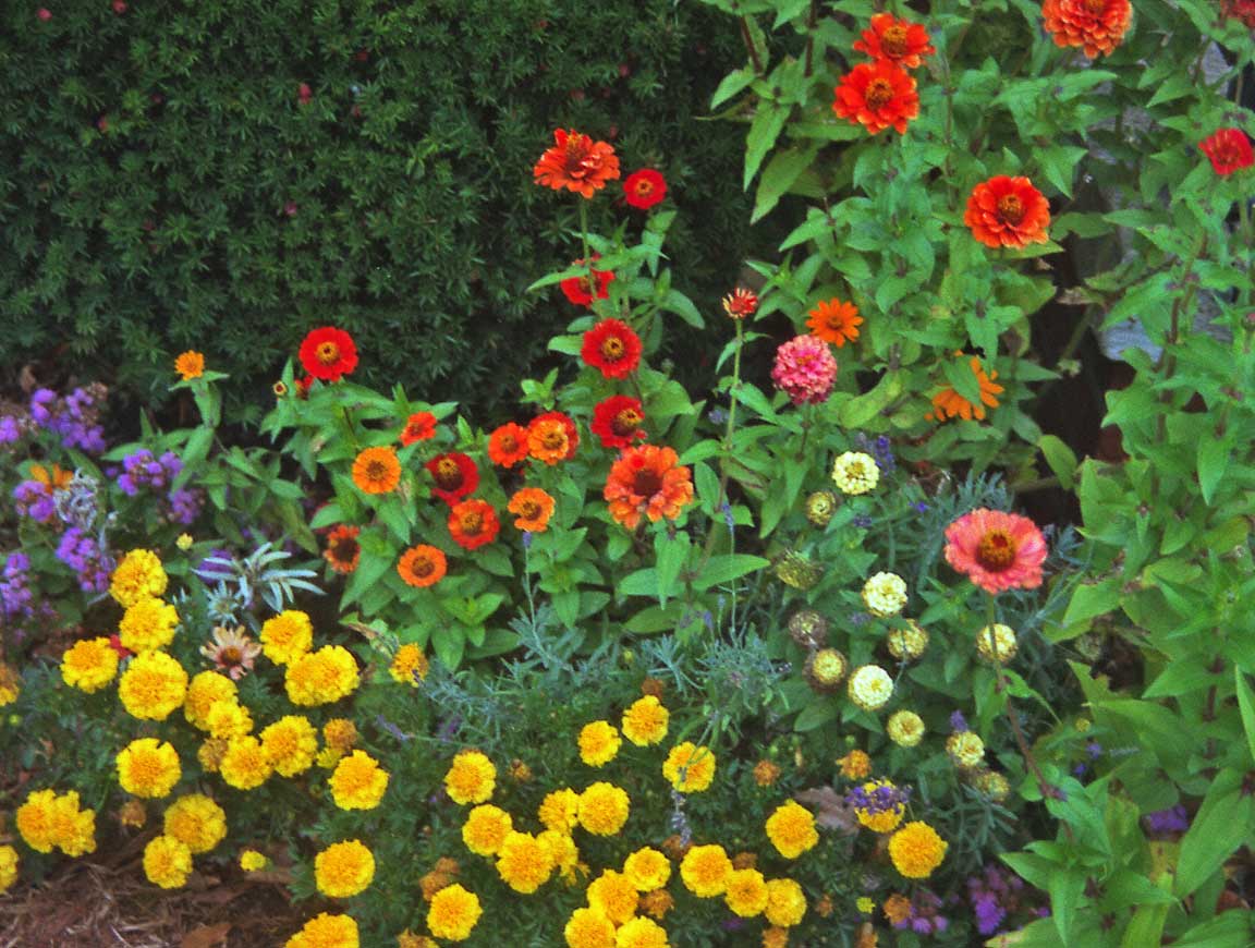 Summer Flowers Wallpaper © Copyright Robin Wood