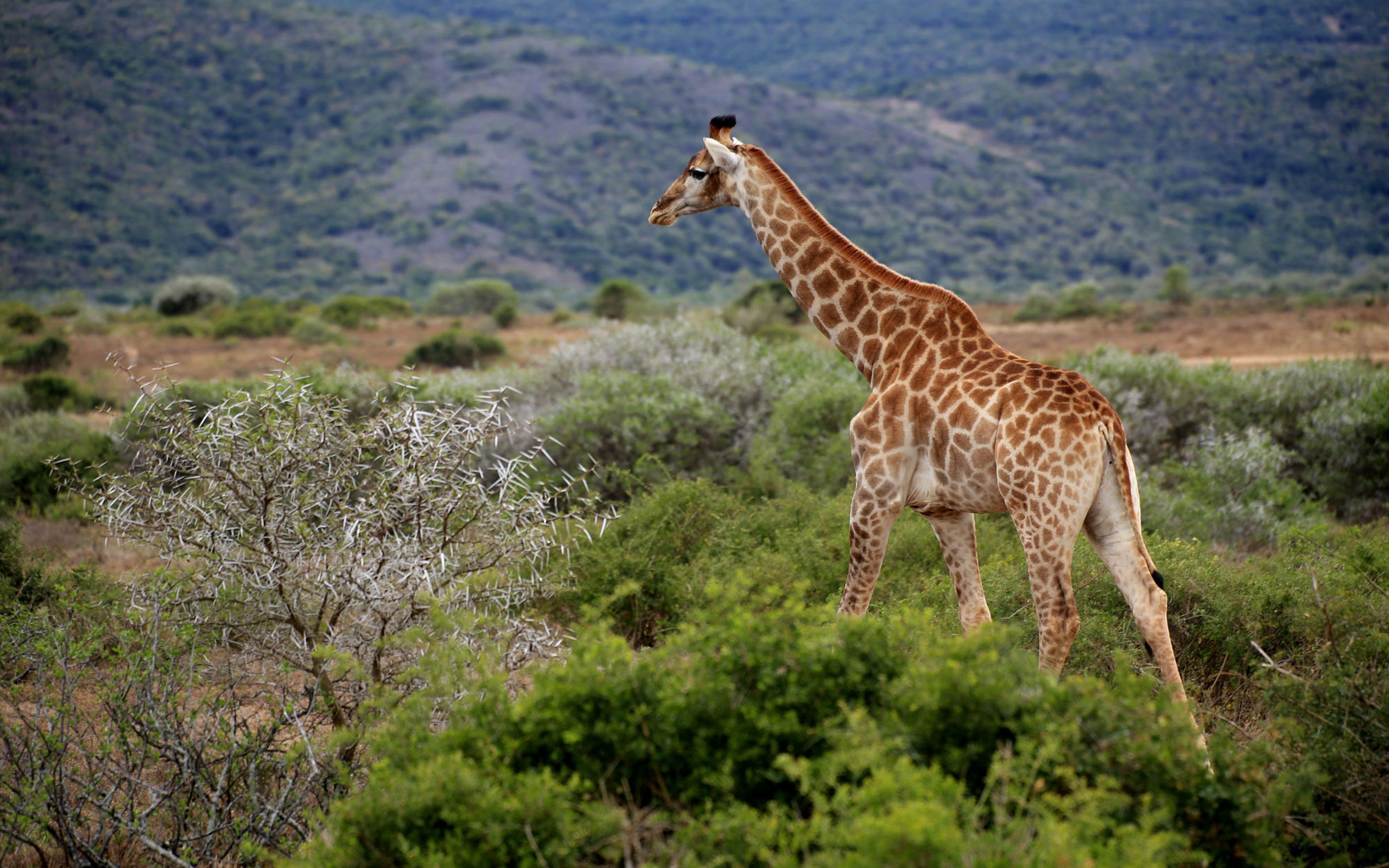 African Giraffe Makana Local Municipality South Africa 4k Ultra HD Tv Wallpaper For Deskx2400, Wallpaper13.com