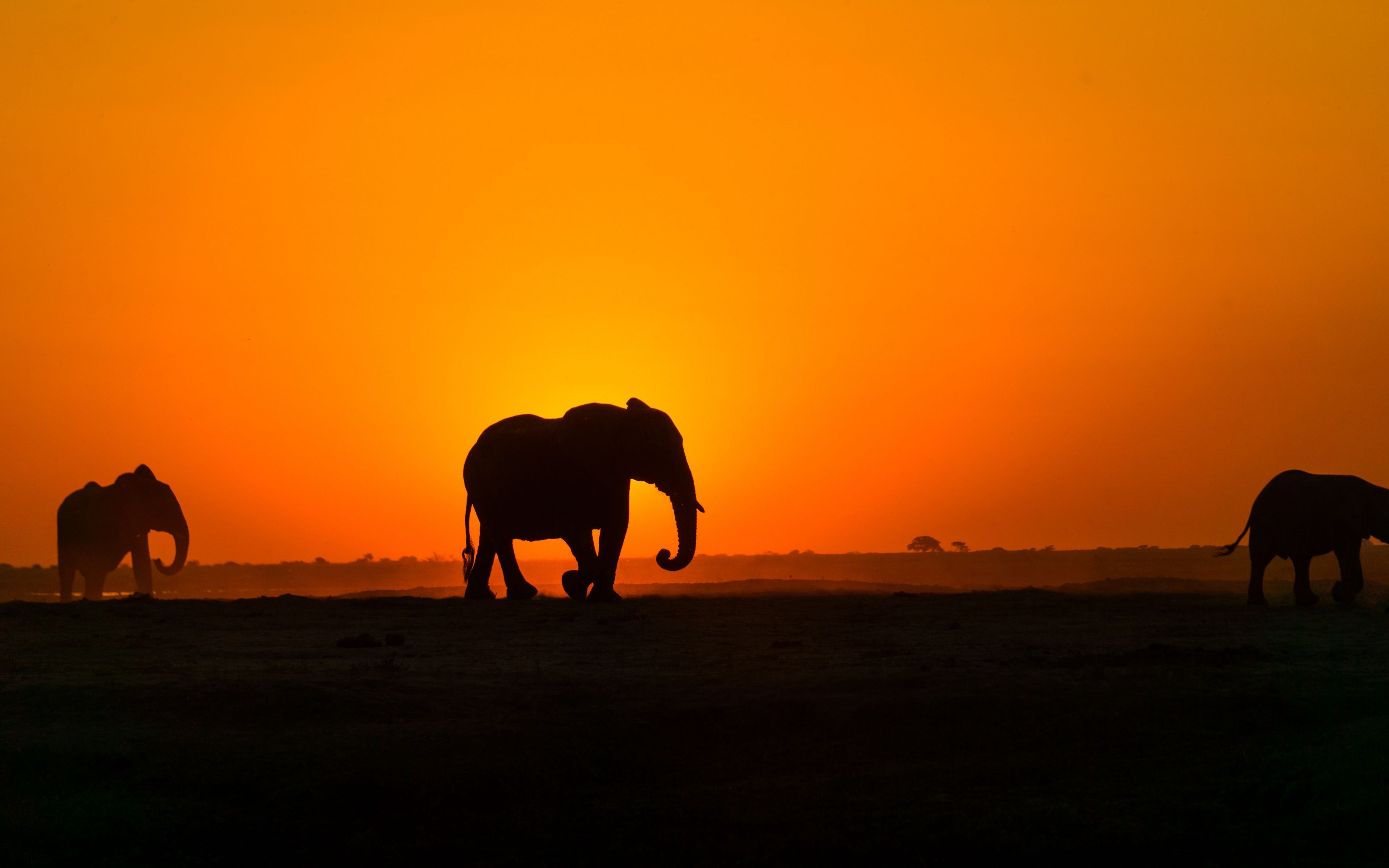 Download wallpaper 3840x2400 elephant, sunset, silhouette, africa 4k ultra HD 16:10 HD background