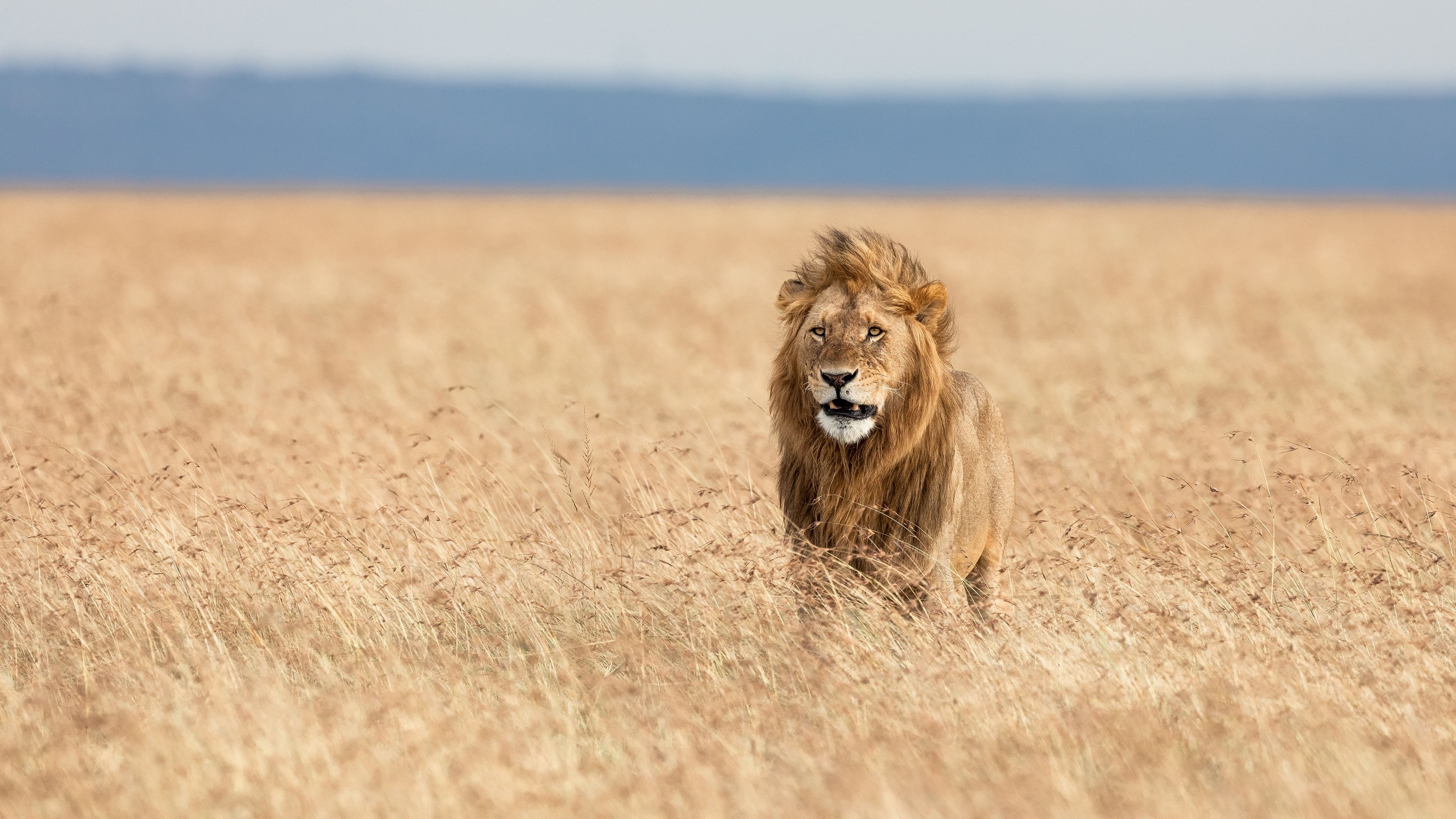 Wallpaper Lion in the wind, Africa 3840x2160 UHD 4K Picture, Image