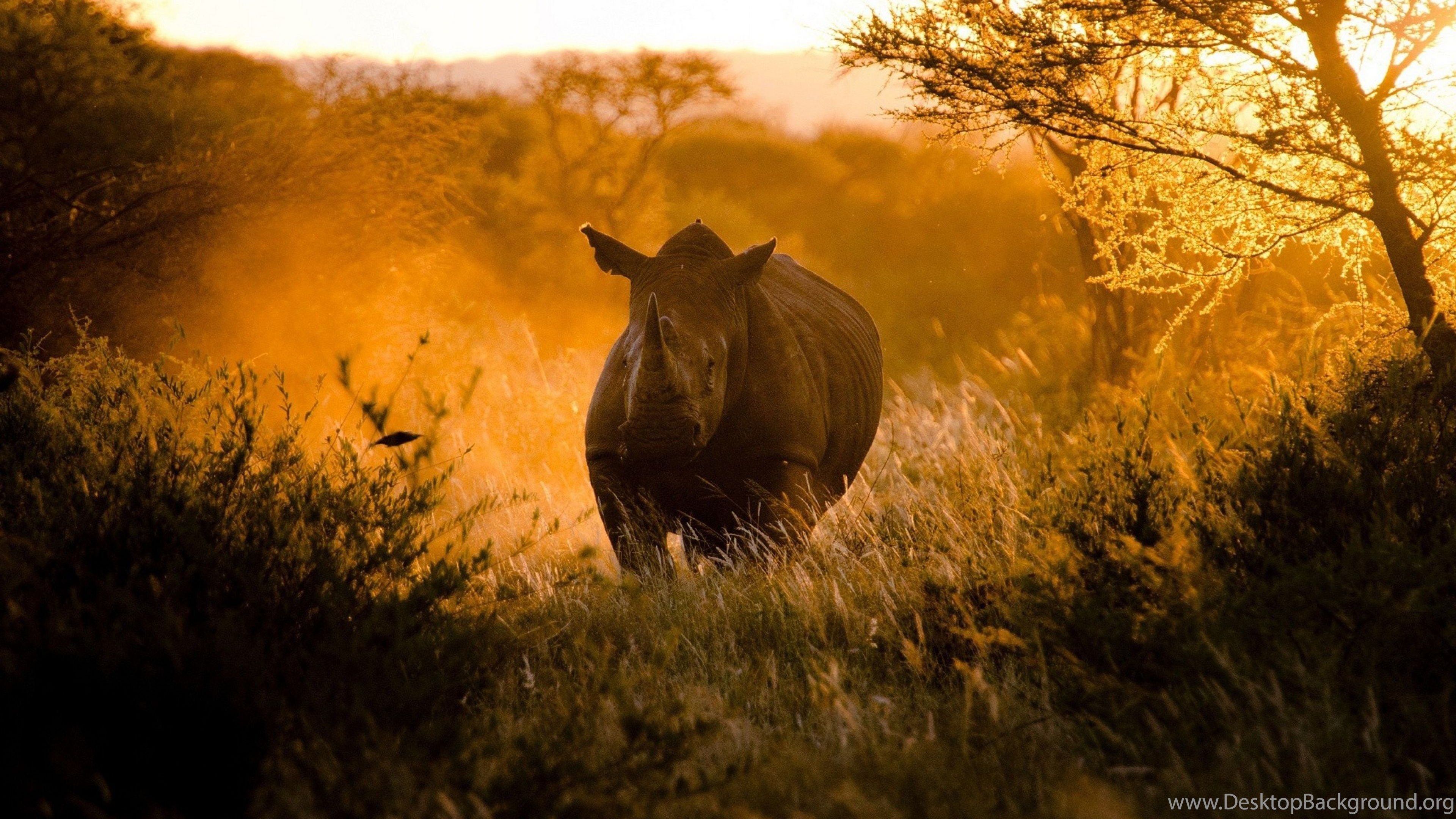 Download Wallpaper 3840x2400 Rhino, Morning, Light, Africa Ultra. Desktop Background