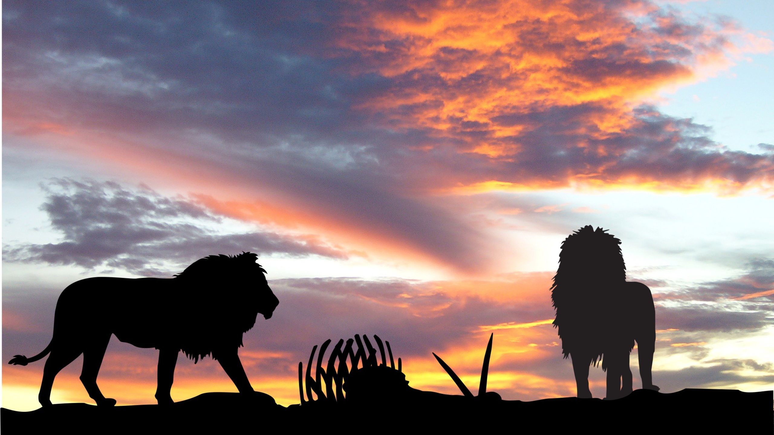 Lions Africa Silhouette Sunset 1440P Resolution HD 4k Wallpaper, Image, Background, Photo and Picture