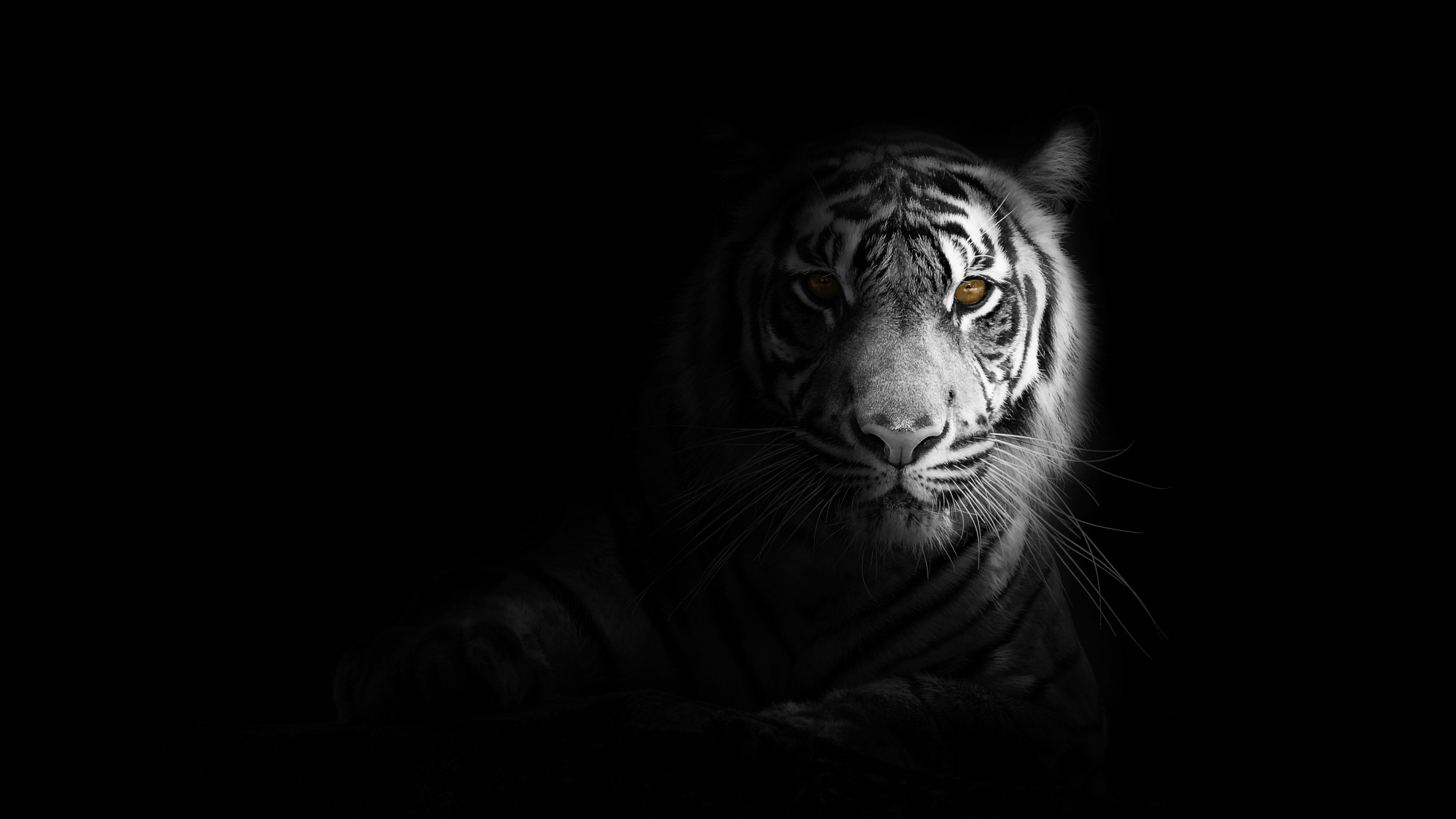 White tiger 4K Wallpaper, Bengal Tiger, Black background, 5K, Animals