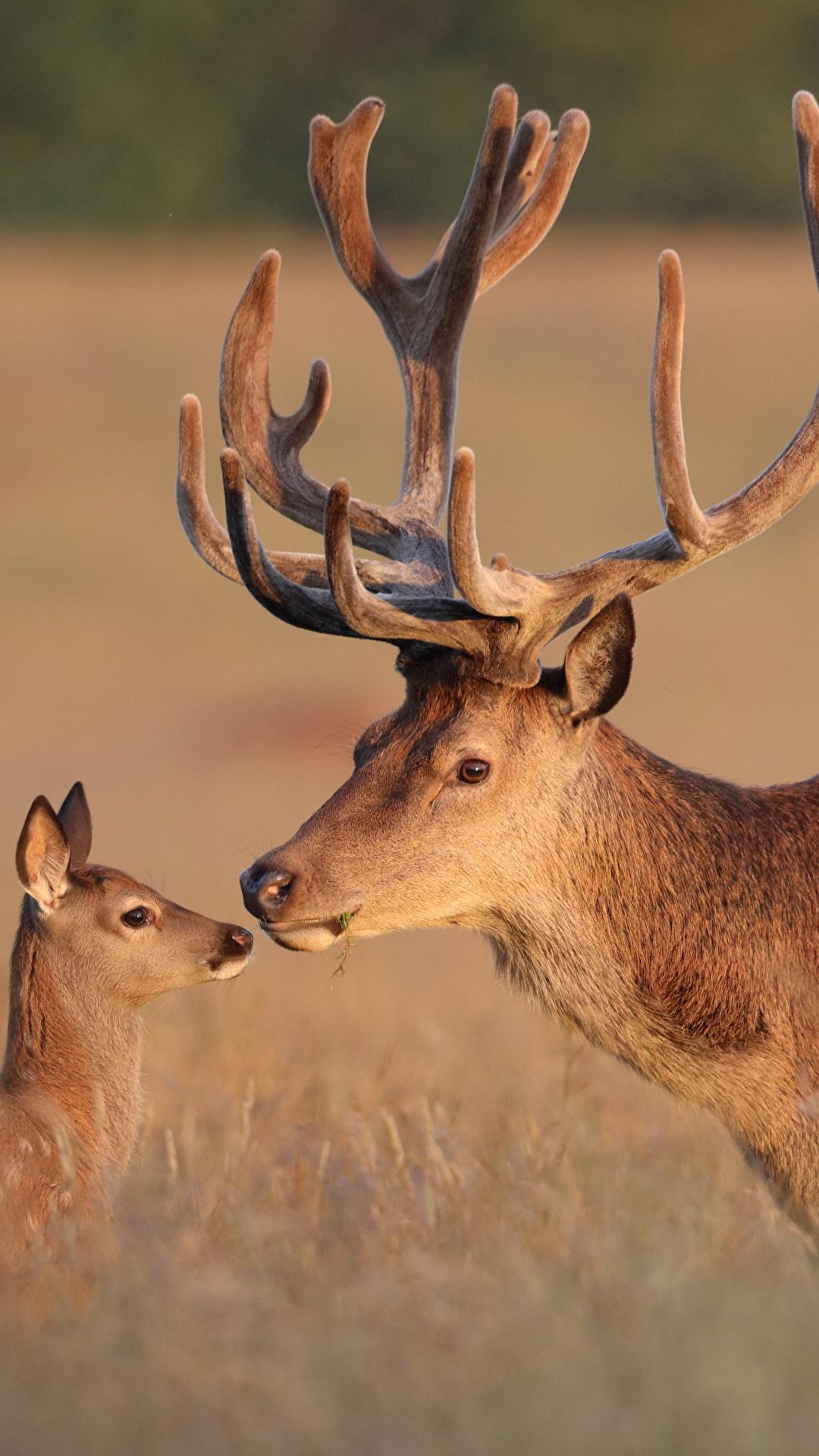 Deer HD Wallpaper for Android