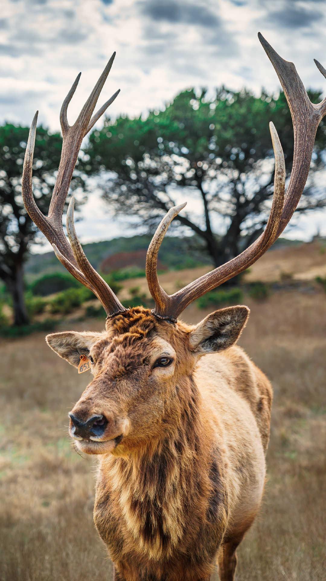 Deer Wallpaper for Android