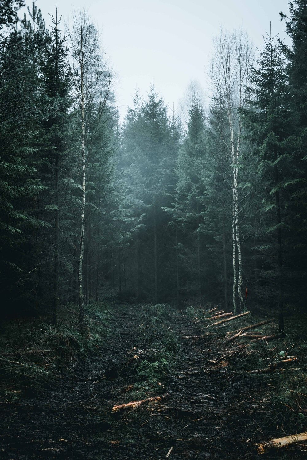 Forest Mist Picture [HD]. Download Free Image