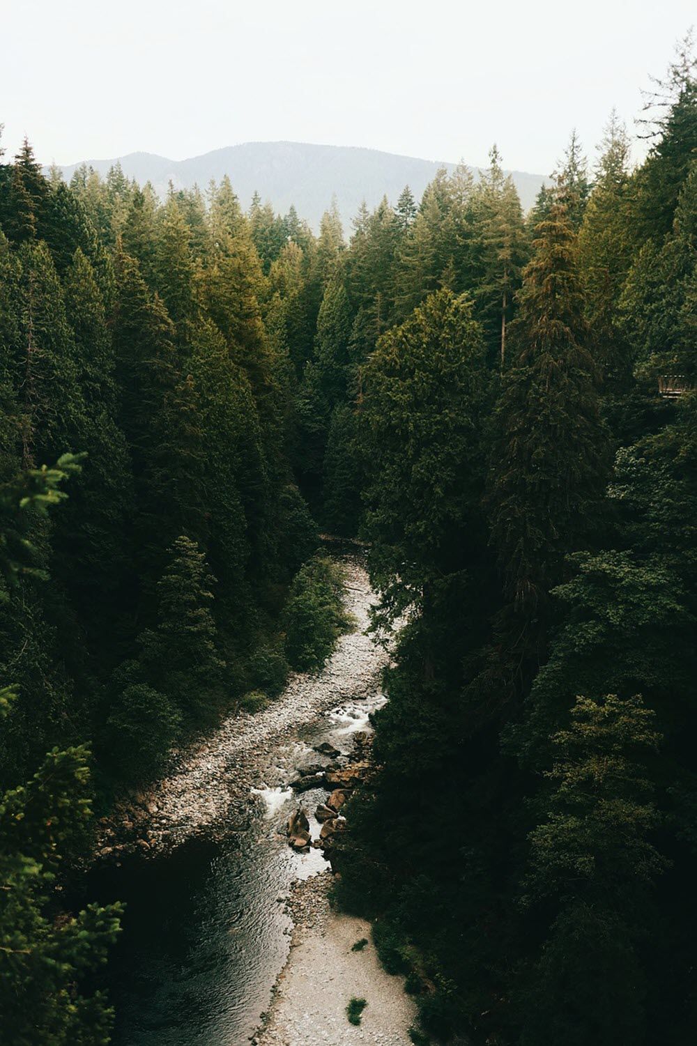 Forest wallpaper for your Mobile (HD, FHD, 2K, 4K)