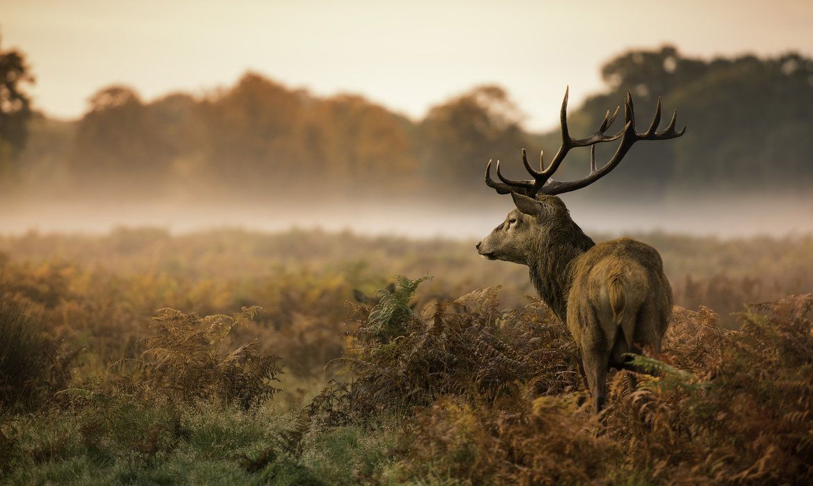 Red Deer Stag