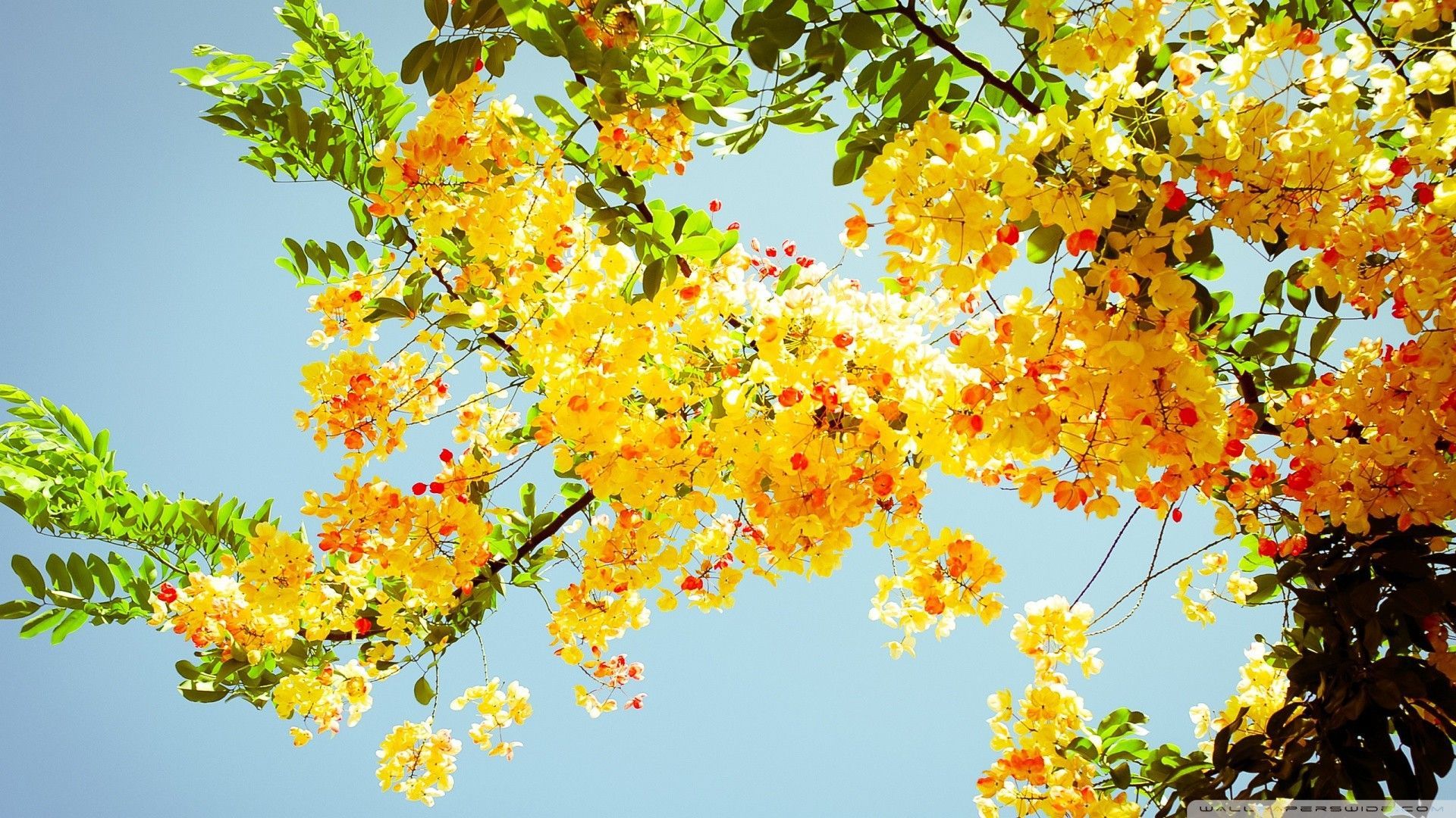 Open Letter To My Passed Grandma. Yellow flower wallpaper, Summer wallpaper, Summer desktop background