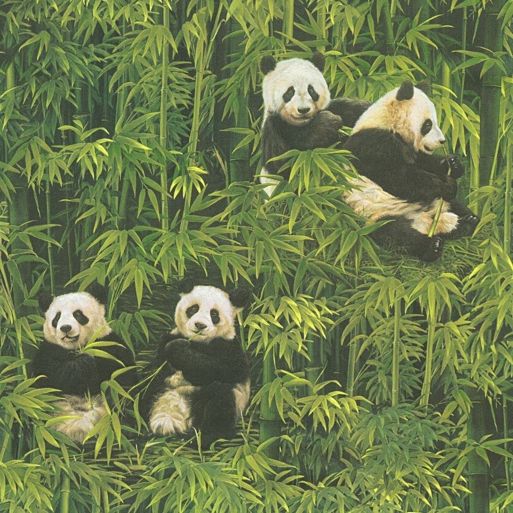 Pandas Wallpaper Paste The Wall Black & White Panda Green Bamboo Forest 33635 1. Panda Wallpaper, Pattern Wallpaper, Bamboo Forest