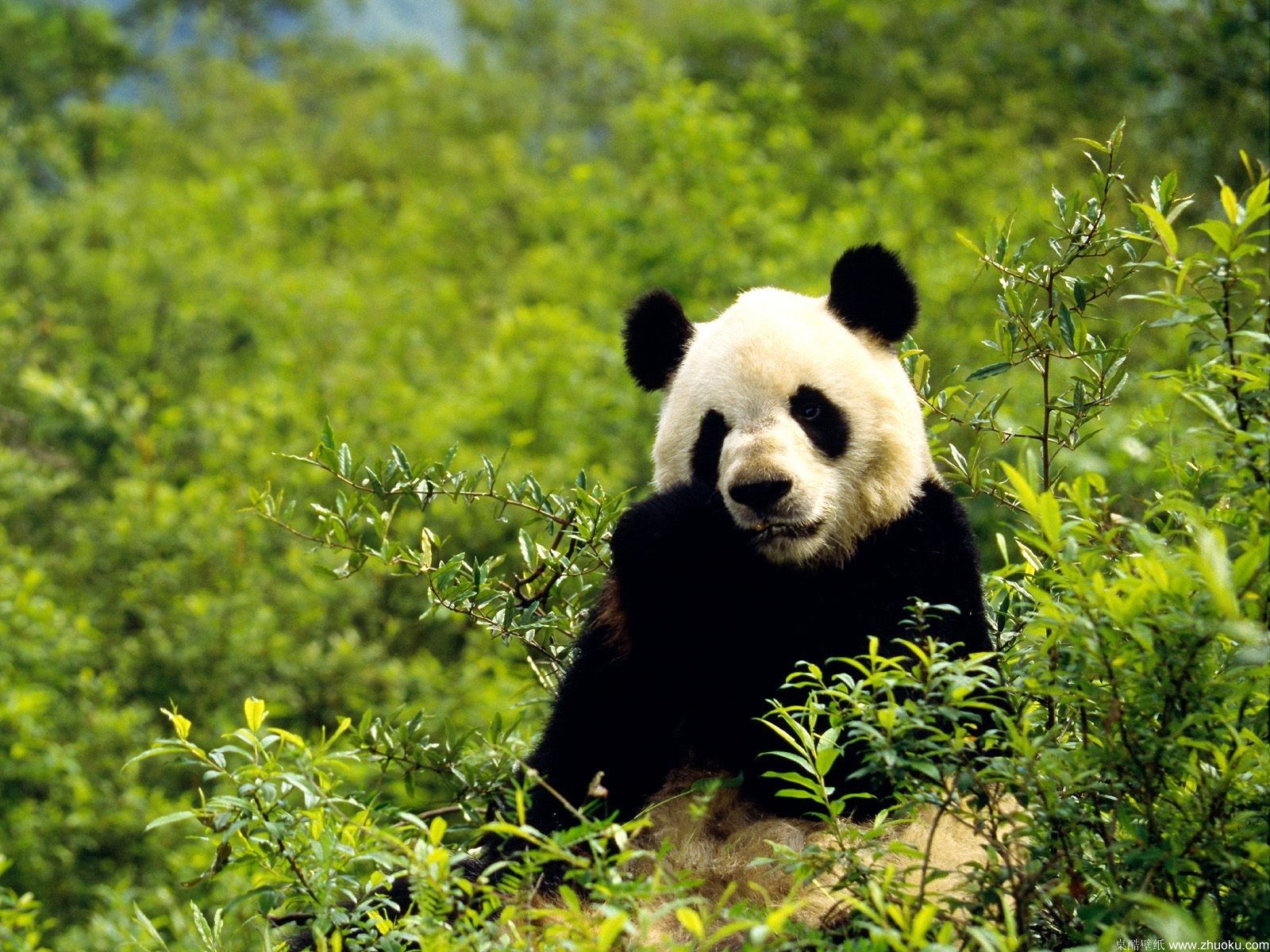 Free download Bamboo Wallpaper Bamboo Wallpaper 10 20 Panda in Bamboo Forest [1600x1200] for your Desktop, Mobile & Tablet. Explore Panda Wallpaper Borders. Panda Bear Wallpaper, Panda Bear Wallpaper Border, Pandas for Wallpaper