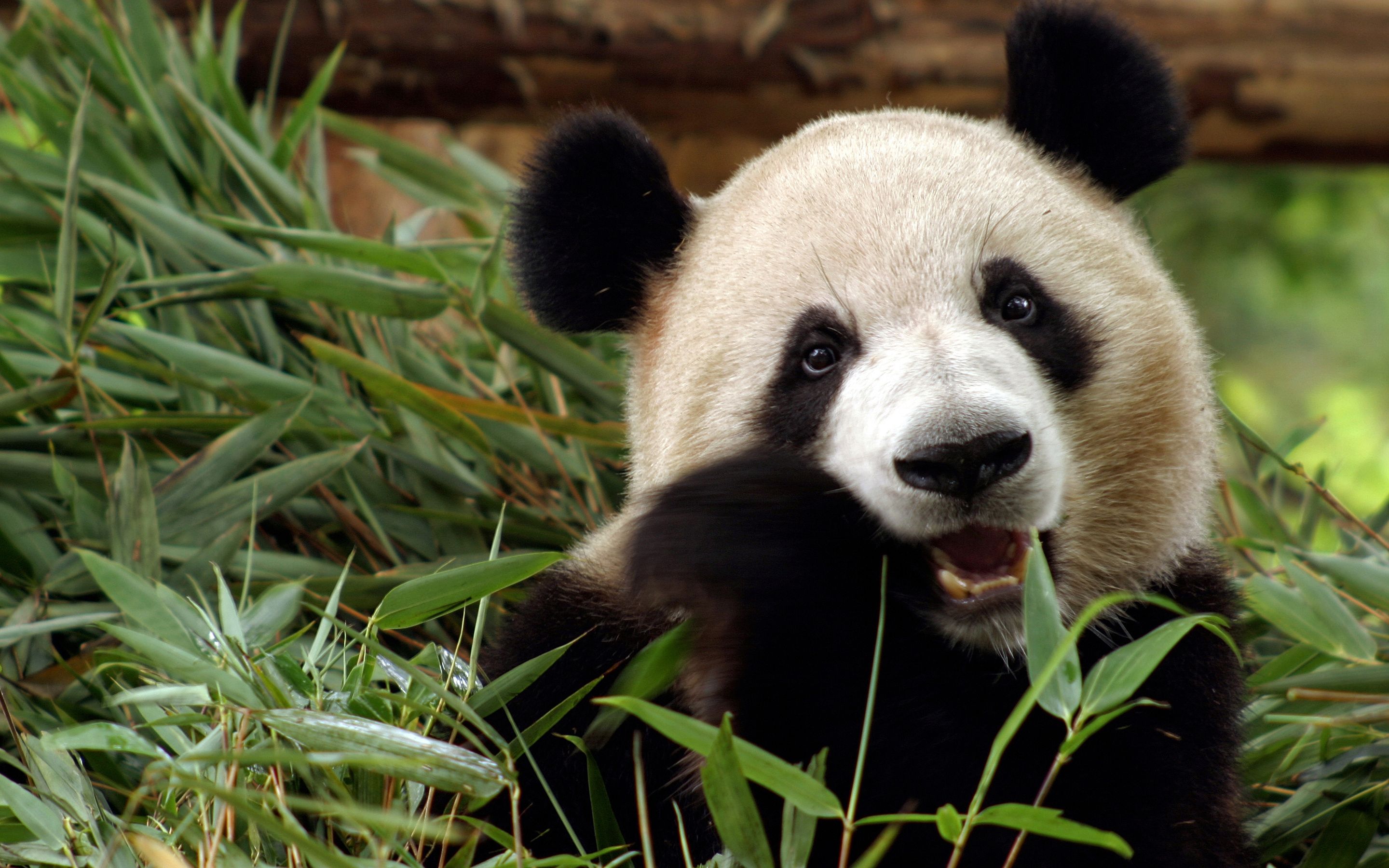 Free download Panda bear bamboo china wallpaper 2880x1800 166603 [2880x1800] for your Desktop, Mobile & Tablet. Explore Giant Panda Wallpaper. Giant Panda Wallpaper, Giant Panda Wallpaper, Giant Wallpaper