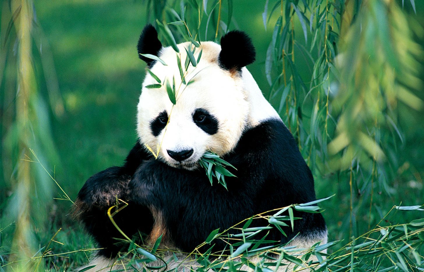 Panda Eating Bamboo. Free HD Wallpaper