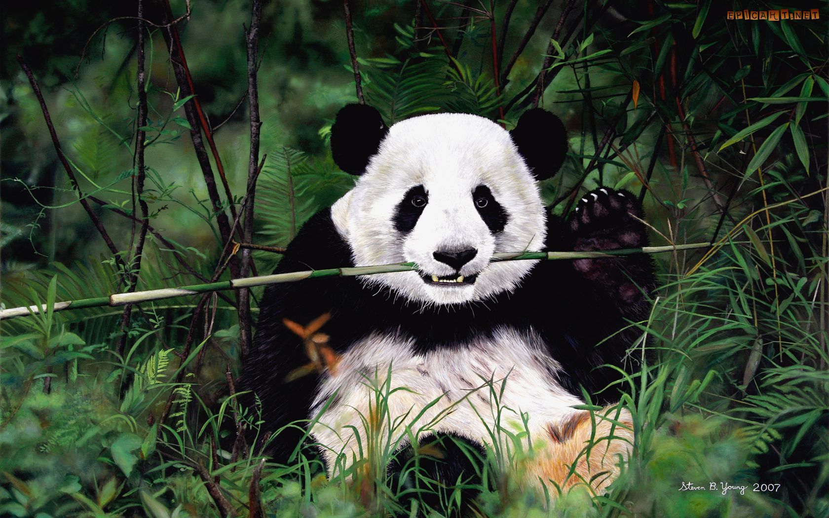 Panda Eating Wallpaper Free Panda Eating Background