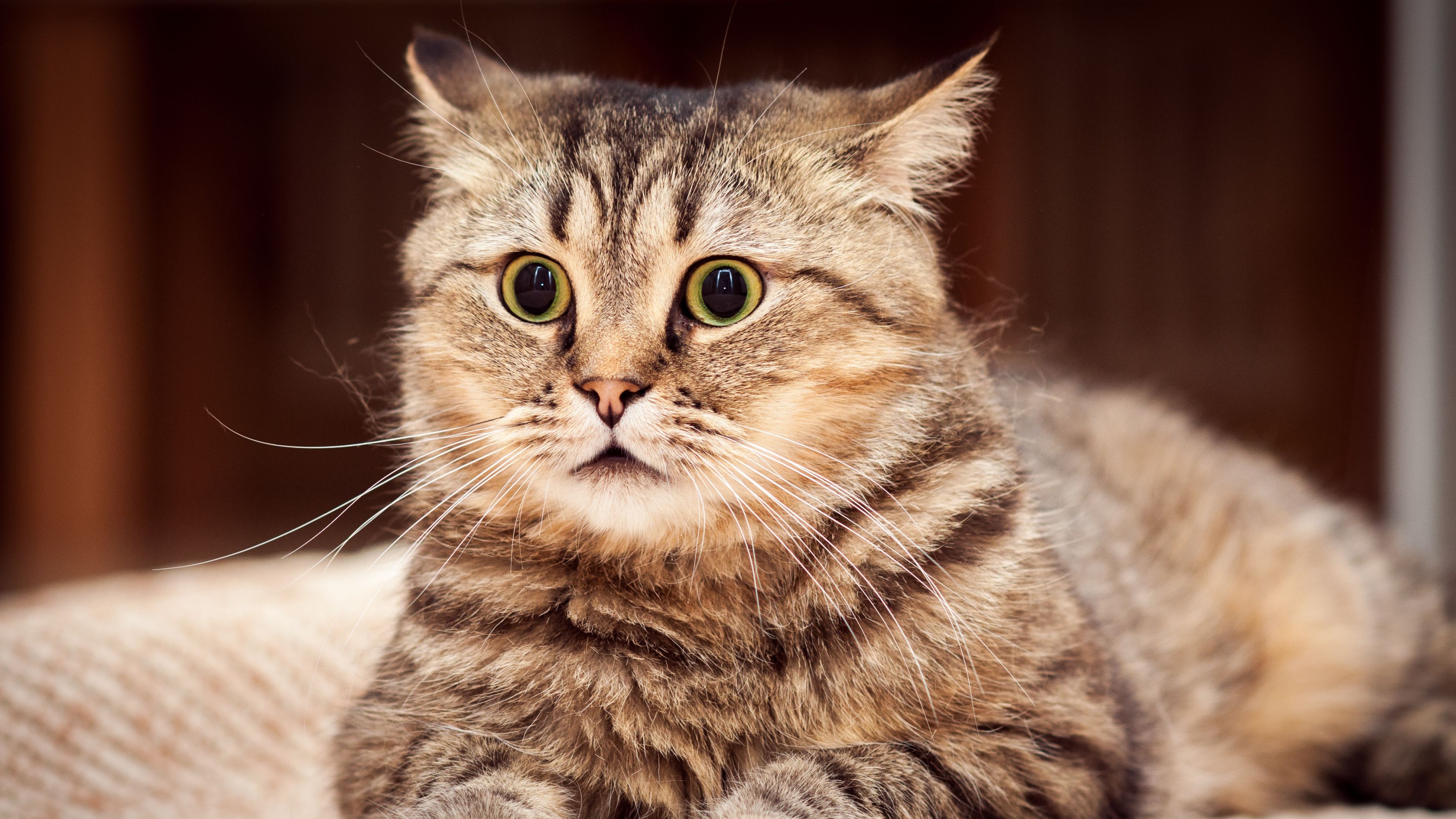 Free download 4K Cat Wallpaper High Quality Download Free [3840x2160] for your Desktop, Mobile & Tablet. Explore Cat Wallpaper. White Cat Wallpaper, Cat Background, White Cat Wallpaper