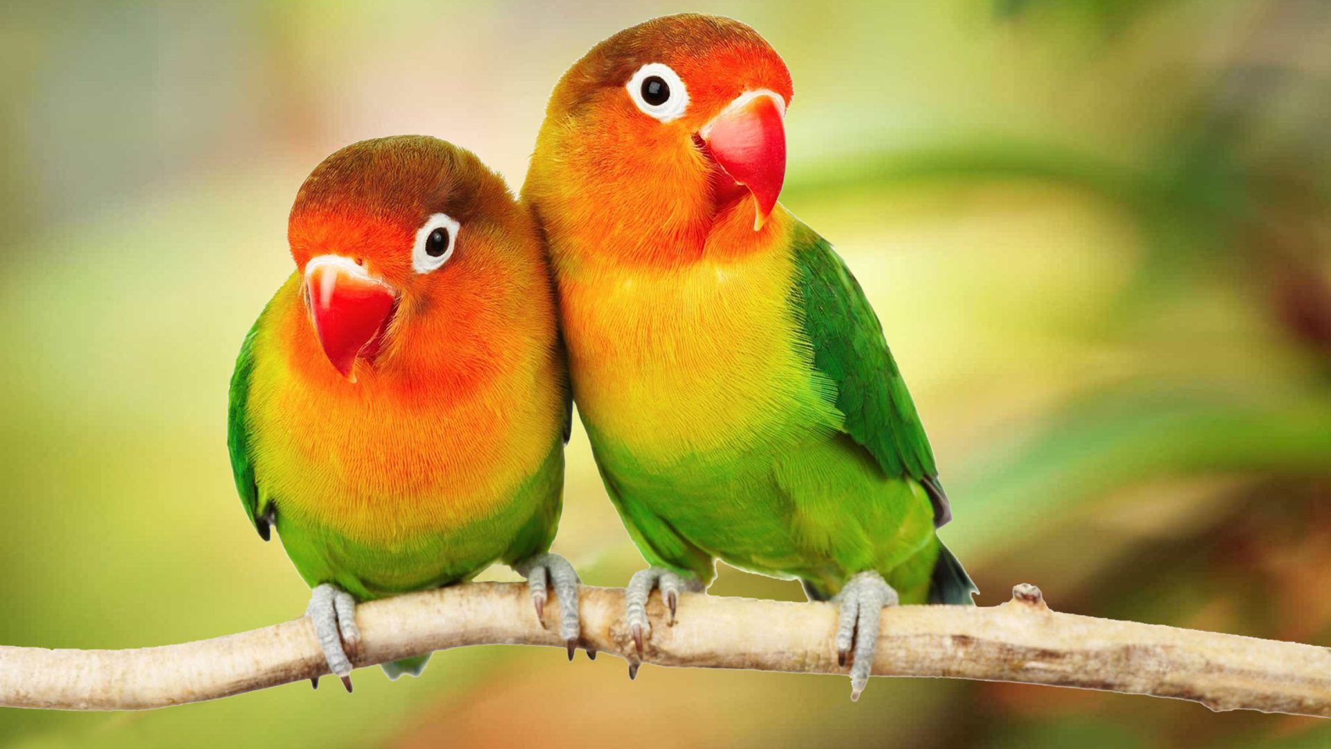 Beautiful Tropical Birds Colorful Parrots Love Birds Parrots On Branch 4k Ultra HD 1610 Desktop Background For Pc & Mac Laptop Tablet Mobile Phone, Wallpaper13.com