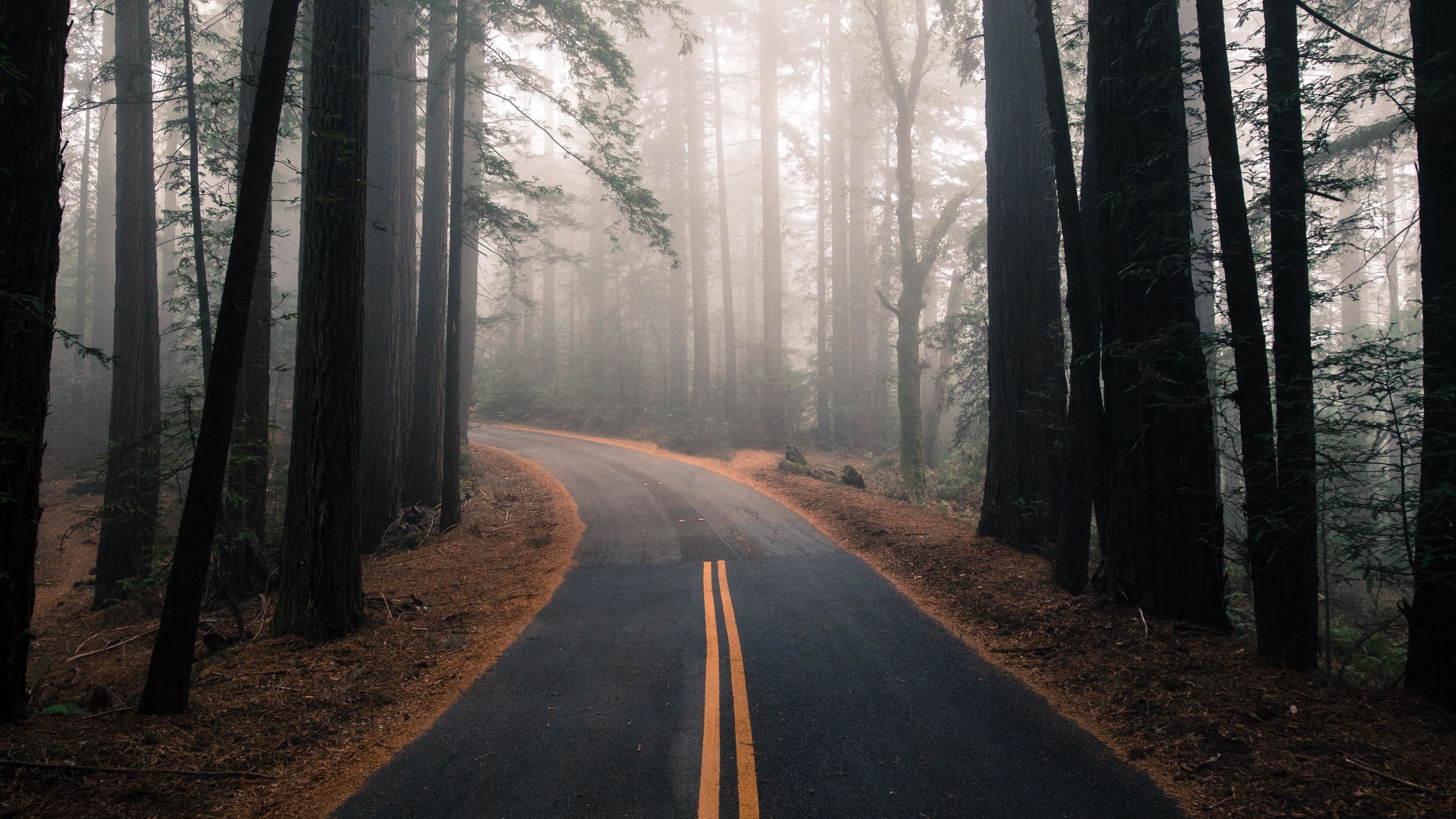 road, fog, autumn, marking, forest, turn, trees 4k Road, fog, Autumn. Road, Photography movies, Forest