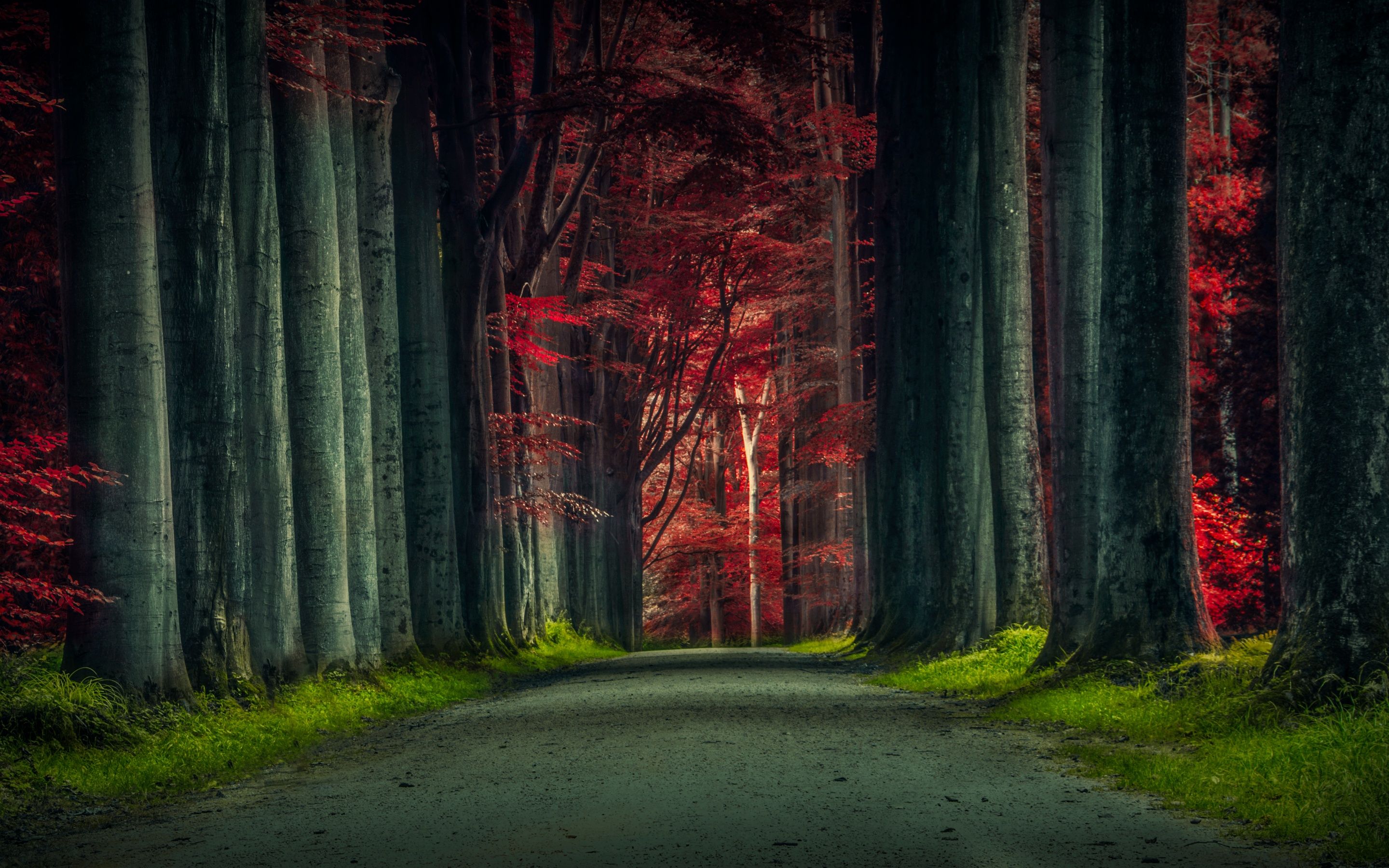 Forest Road 4K Wallpaper, Trees, Woods, Sunset, Autumn Forest, Dawn, Pathway, Scenic, 5K, Nature