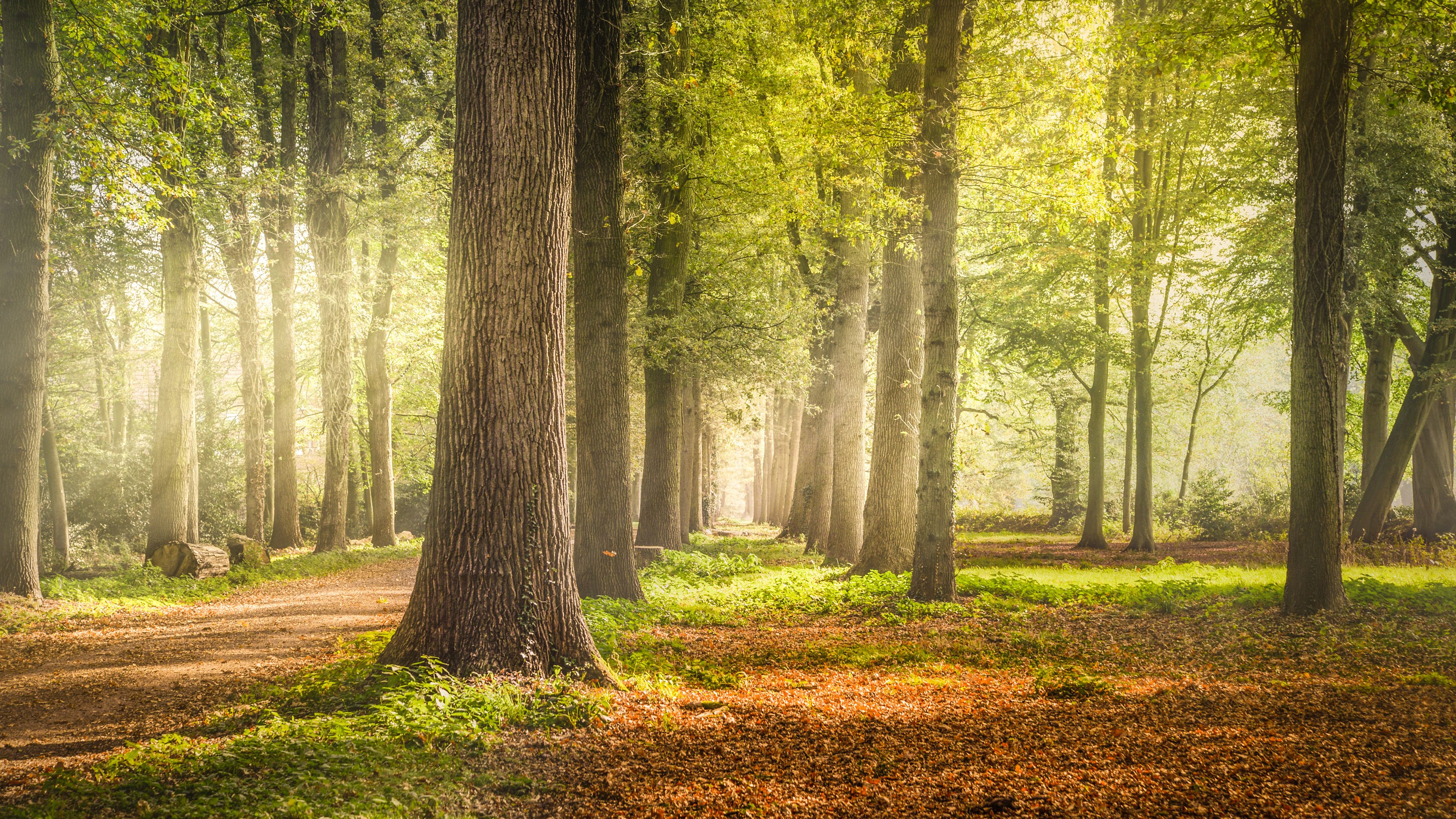 Woodland, Forest Trees, Dirt road, Fallen Leaves, Greenery, Woods, 4k Free deskk wallpaper, Ultra HD