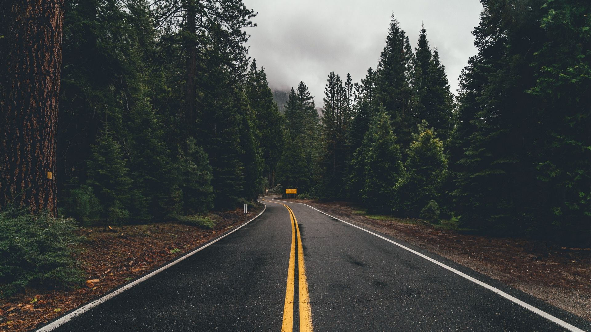 Forest Road Wallpaper