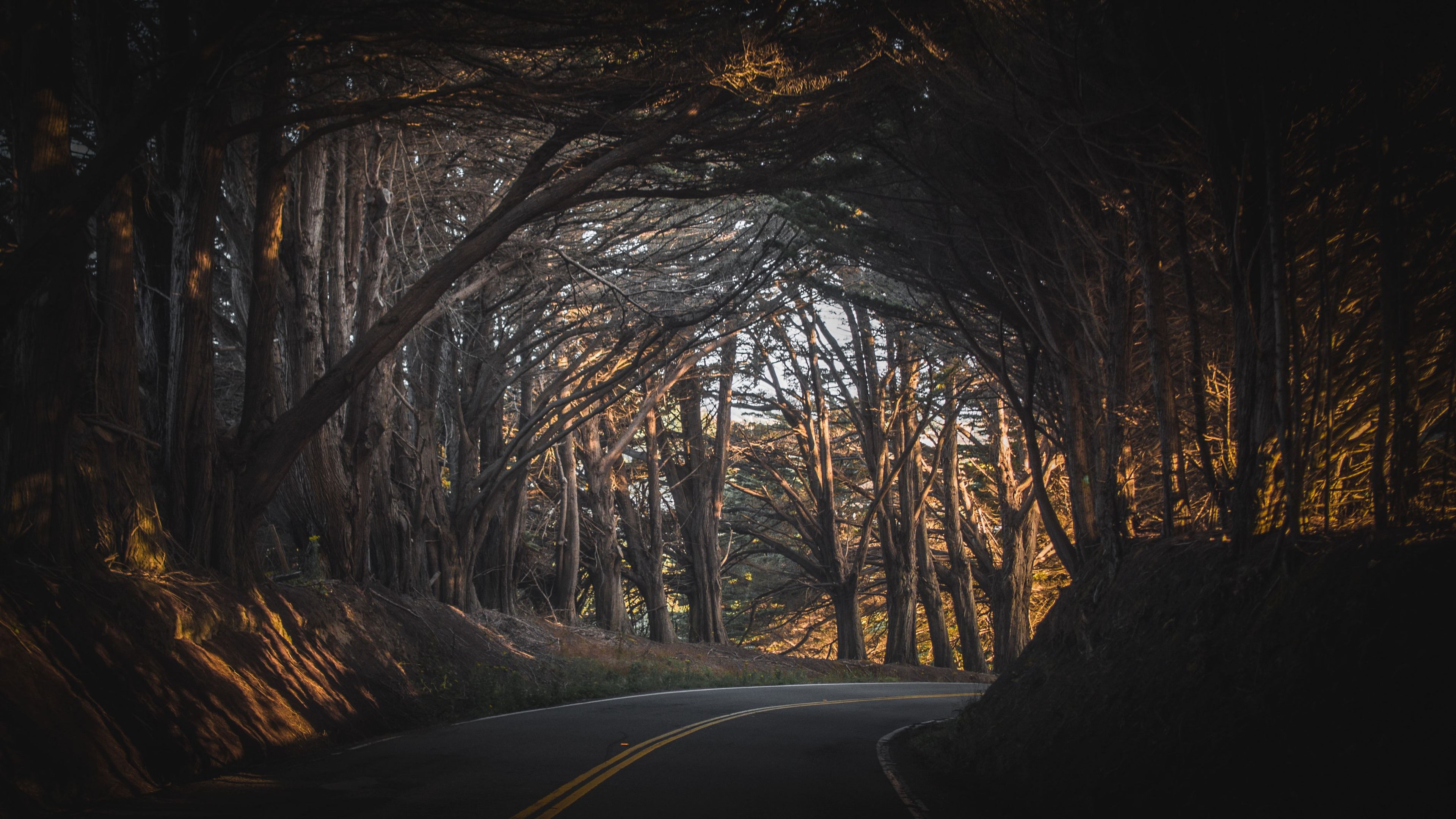 Wallpaper Trees, forest, road, channel 3840x2160 UHD 4K Picture, Image