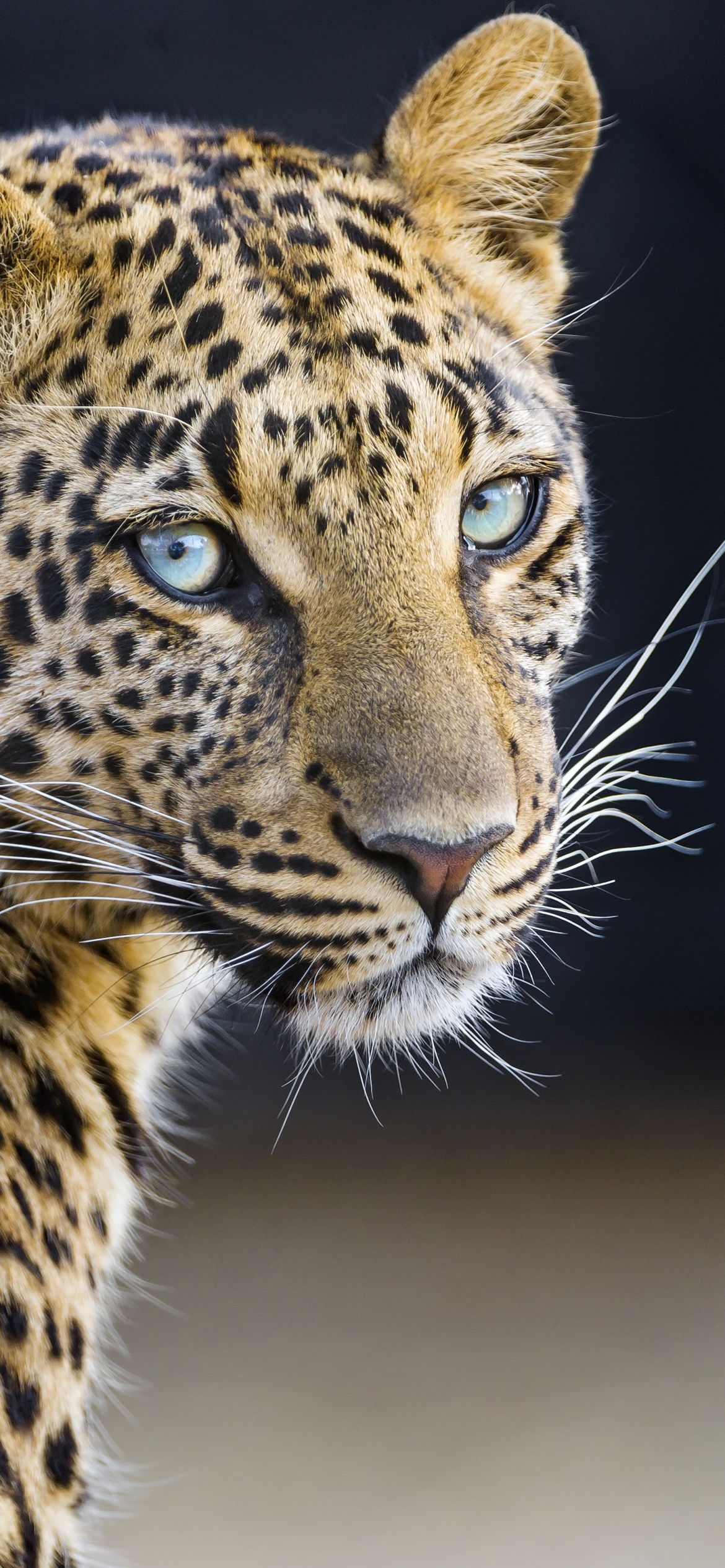 Leopardess 4K Wallpaper, Jaguar, Closeup, Portrait, Big cat, Wild animal, Predator, Carnivore, Animals