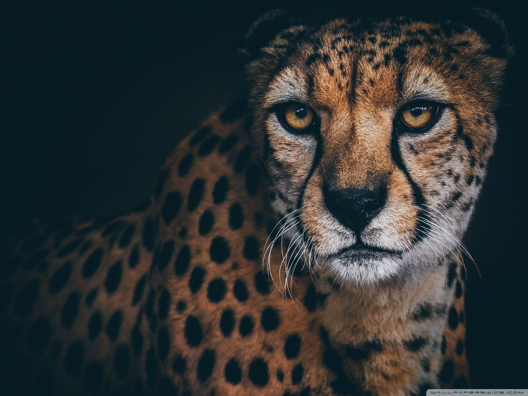 Beautiful Cheetah Animal Ultra HD Desktop Background Wallpaper for 4K UHD TV, Widescreen & UltraWide Desktop & Laptop, Tablet