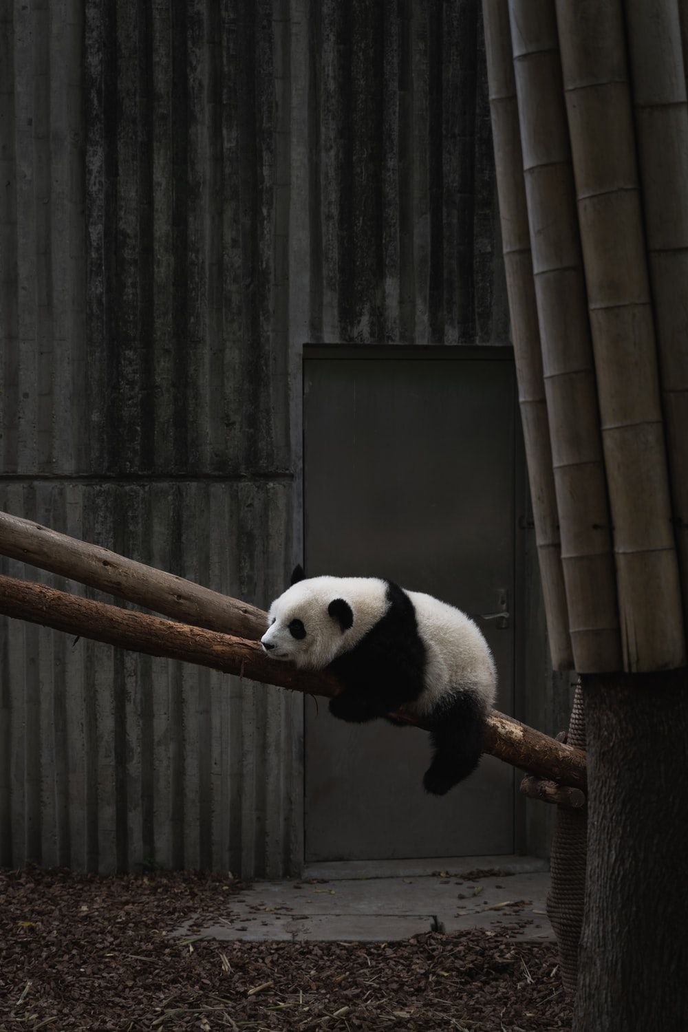 Panda Wallpaper: Free HD Download [HQ]