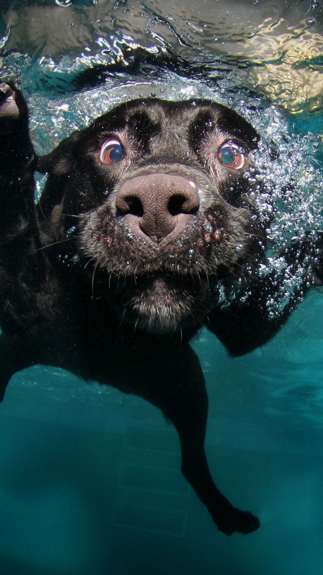 Wallpaper Dog, 5k, 4k wallpaper, puppy, black, underwater, funny, animal, pet, water bubbles, OS