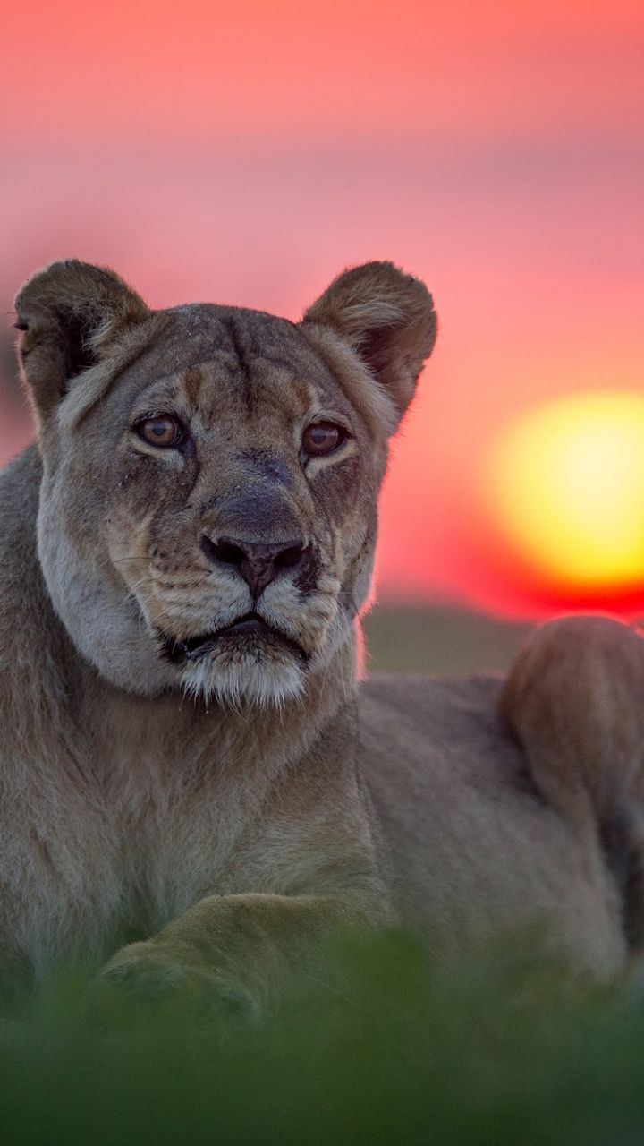 wallpaper Sunset, lioness, animal, predator. Animals, Animals beautiful, Elephant picture