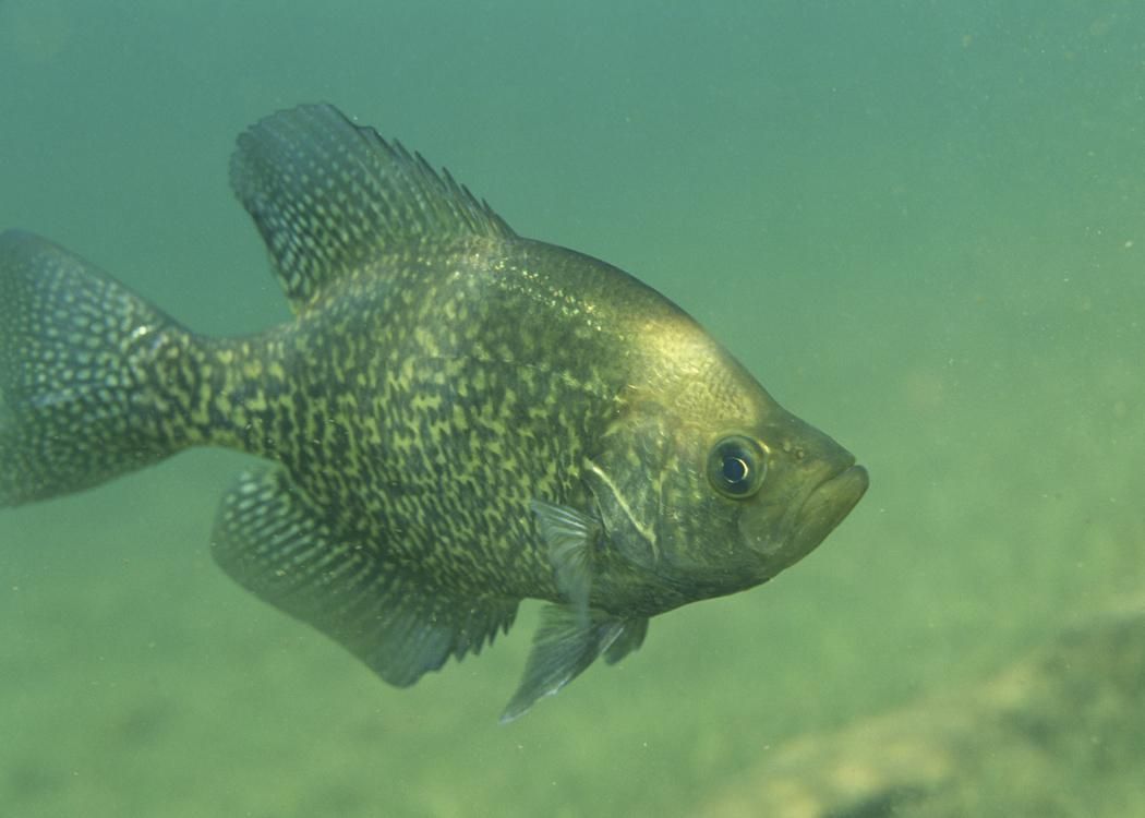 198 Crappie Stock Photos  Free  RoyaltyFree Stock Photos from Dreamstime