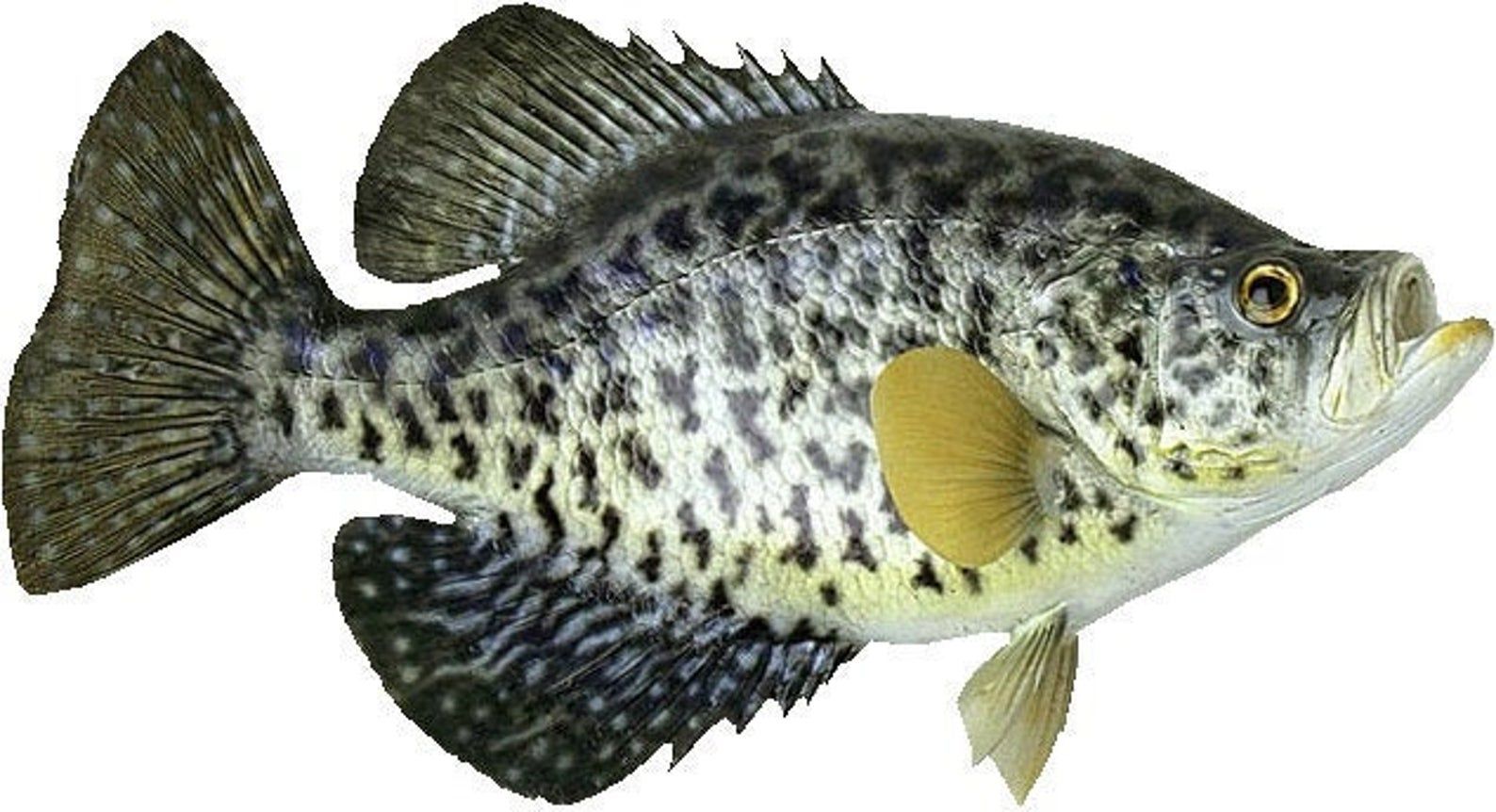 download embroidery crappie designs free