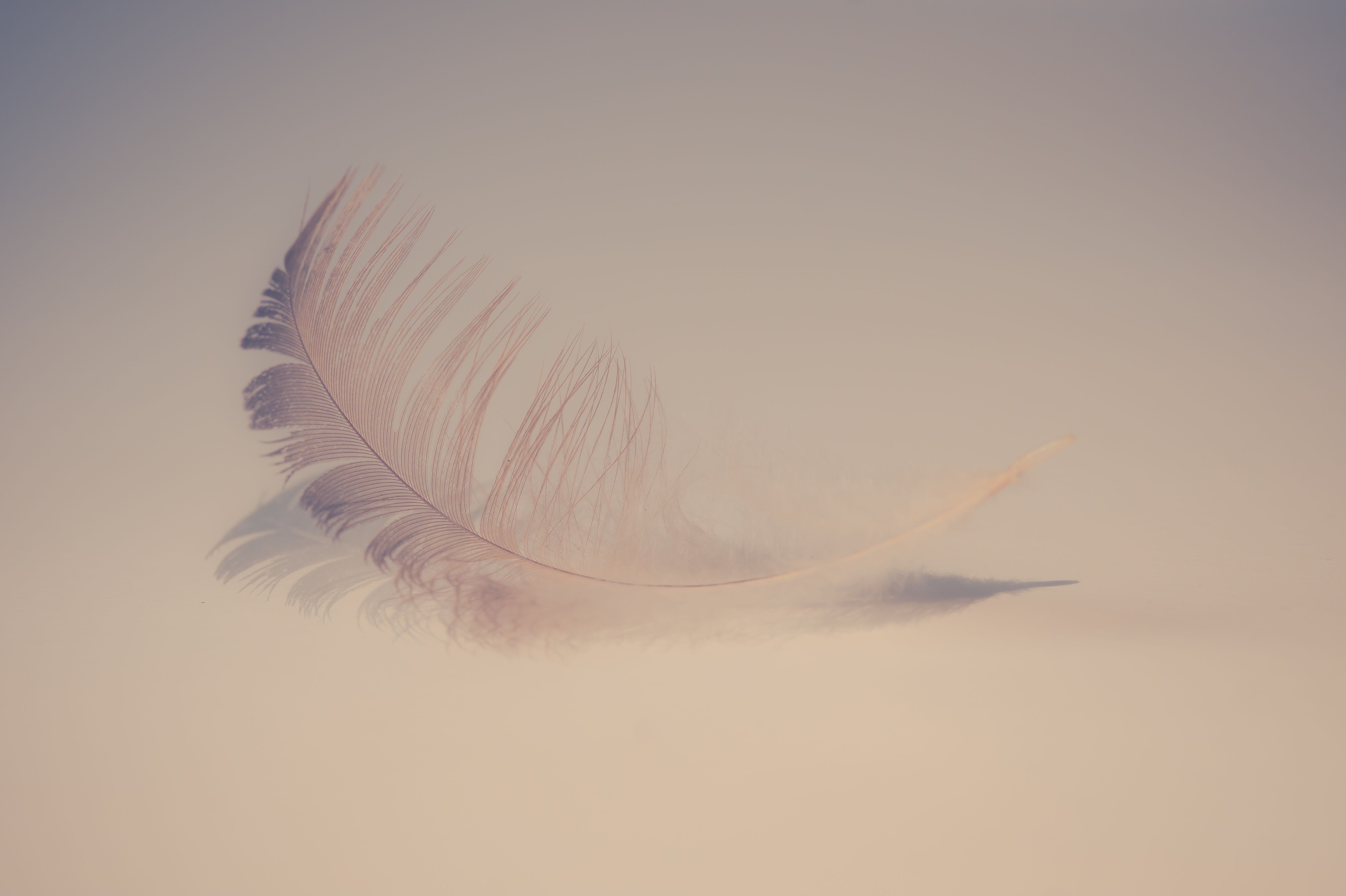Feather Soft 5k, HD Artist, 4k Wallpaper, Image, Background, Photo and Picture