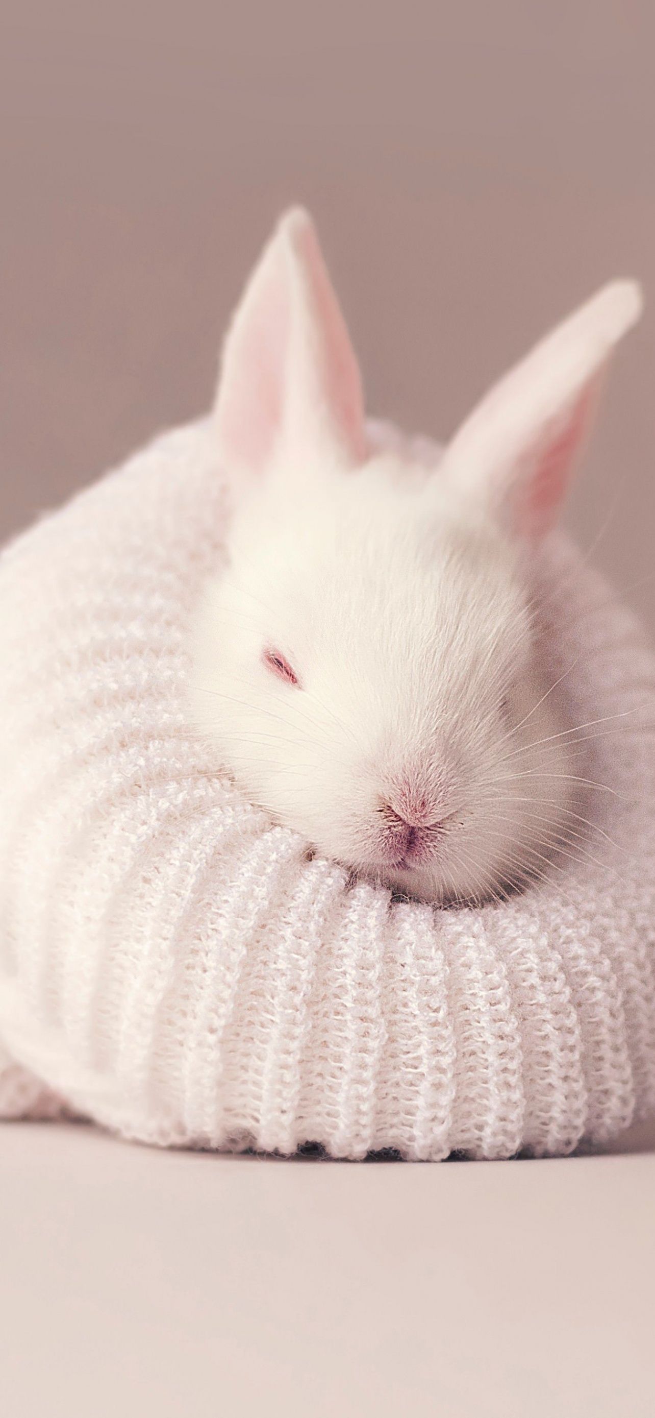 White rabbit Wallpaper 4K, Newborn, Baby bunny, Sock, Cute bunny, Aesthetic, Animals